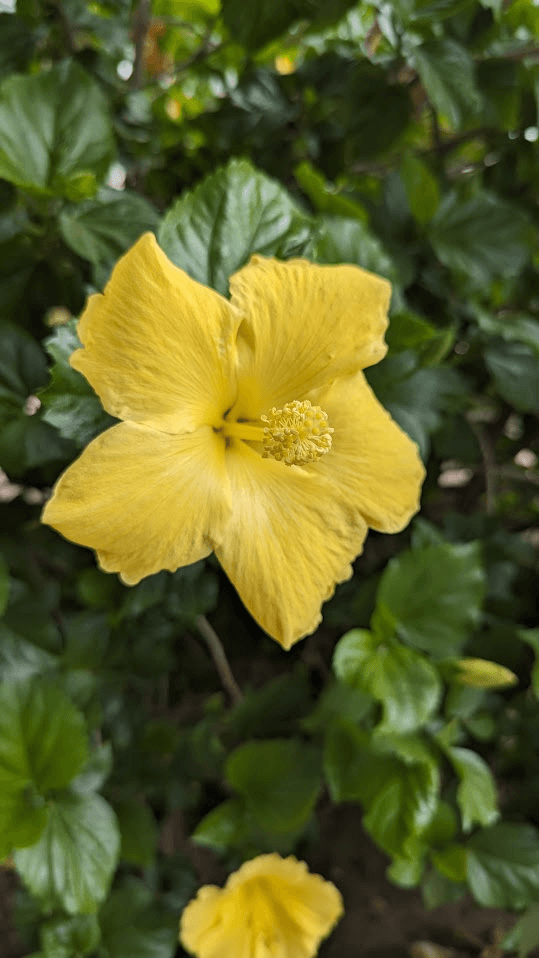 Yellow Hibiscus_Front_210x228 v2.stl 3d model