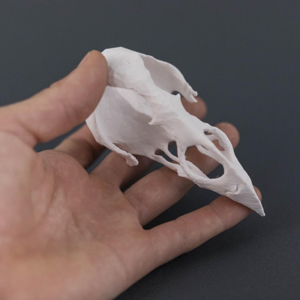 Bird Skull 3d model