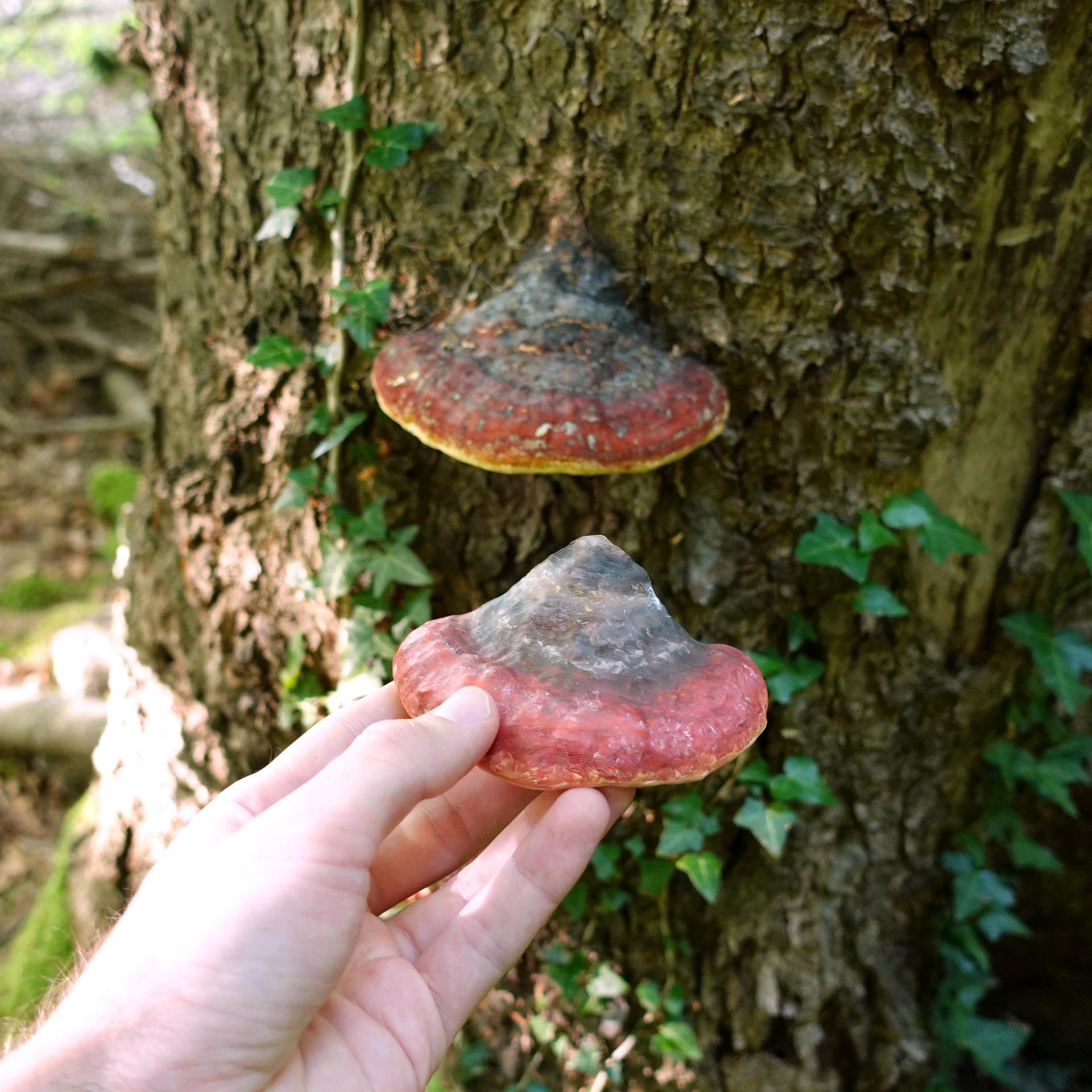 Mushroom shelf “Formitopsis Pinicula” 3d model