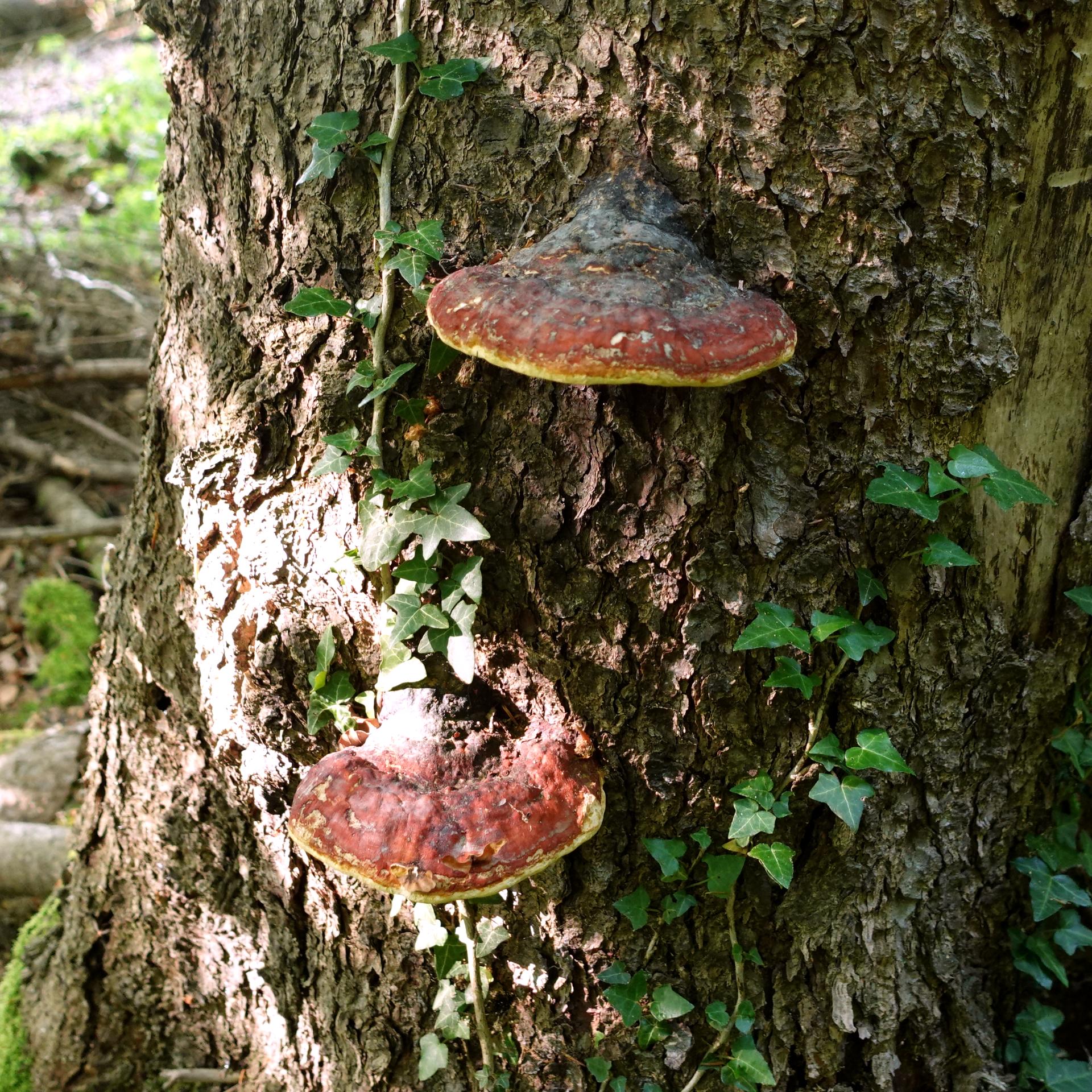 Mushroom shelf “Formitopsis Pinicula” 3d model