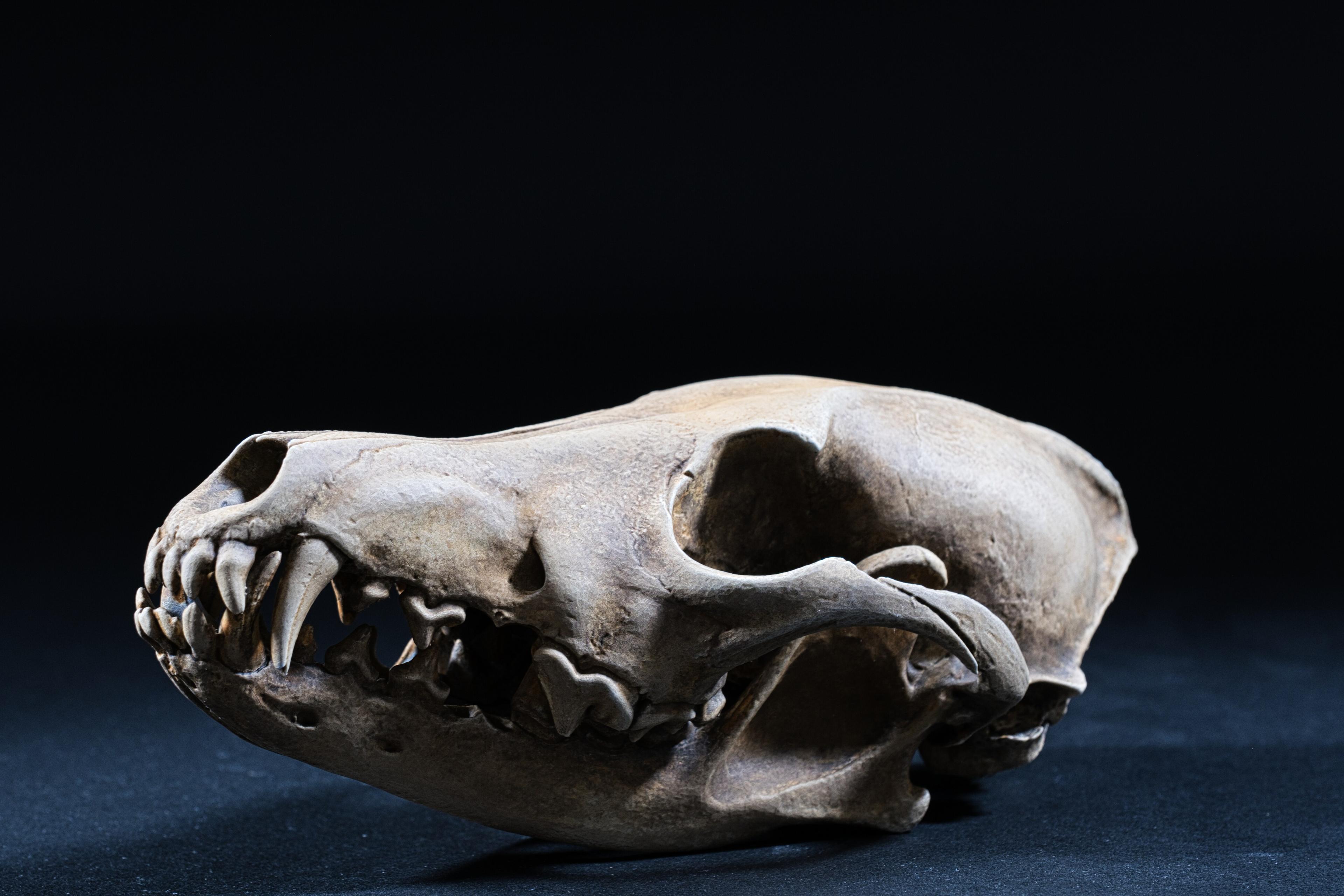 Coyote Skull (Pre Supported) 3d model