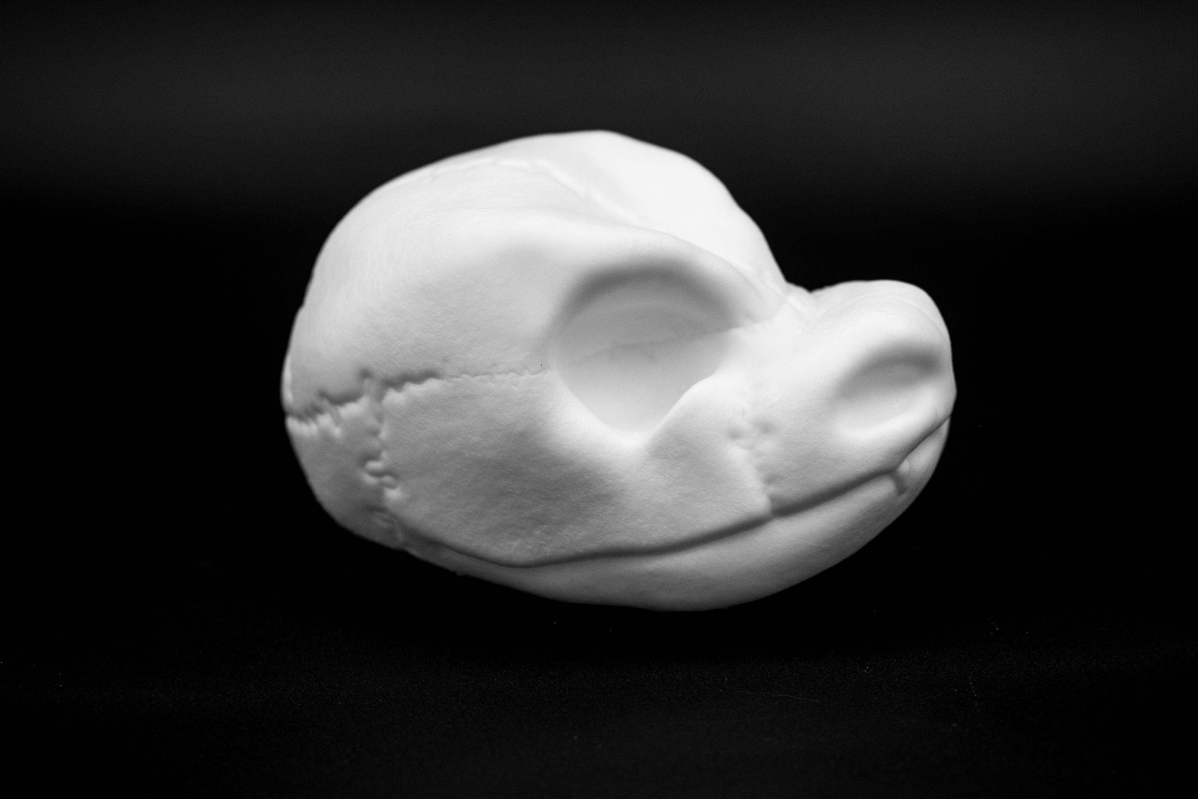 Blastoise Skull (Pre Supported) 3d model