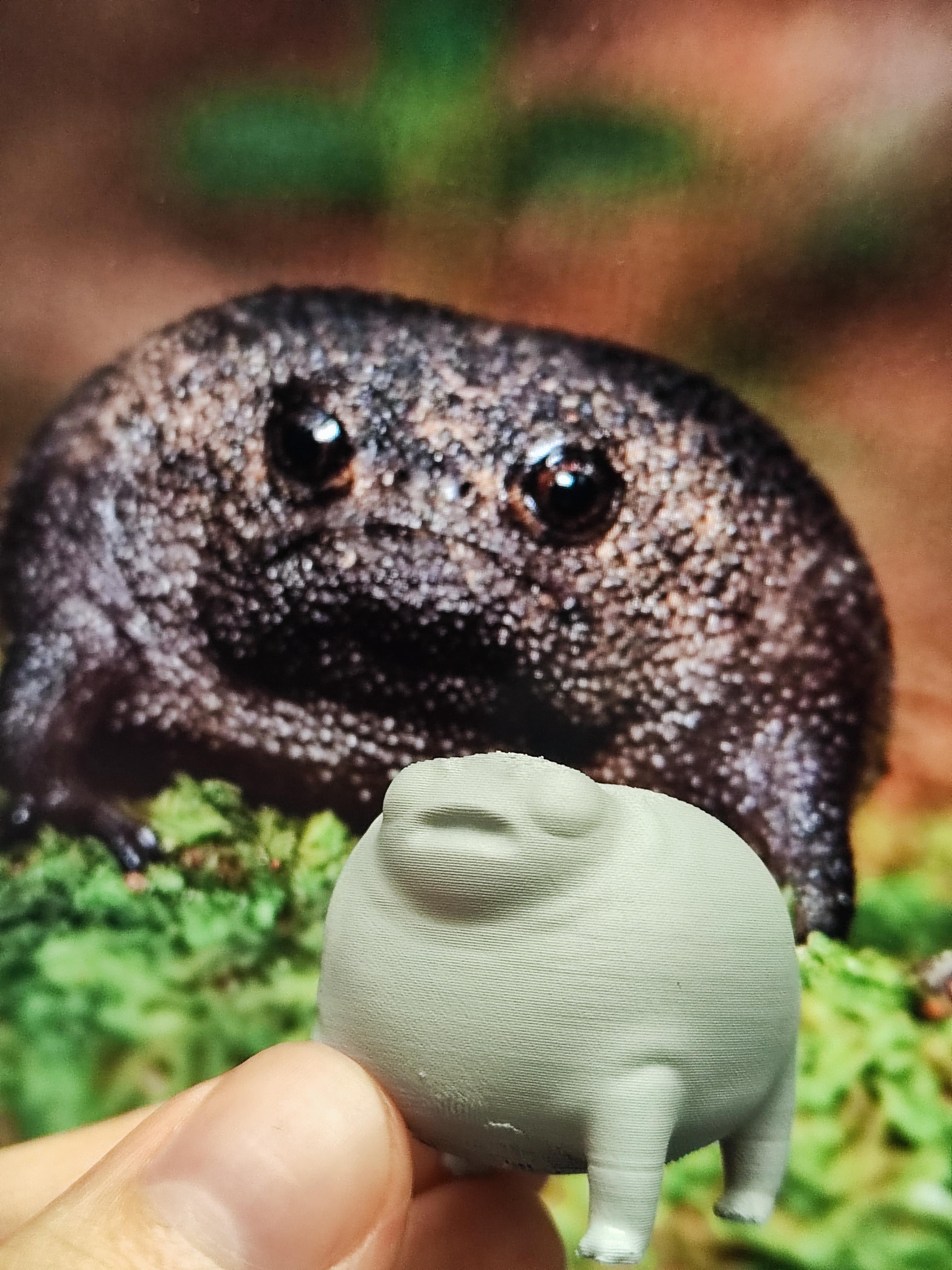 Cute Chonky Frog - Black Rain Frog - Grumpy Frog - Desert Rain Frog 3d model