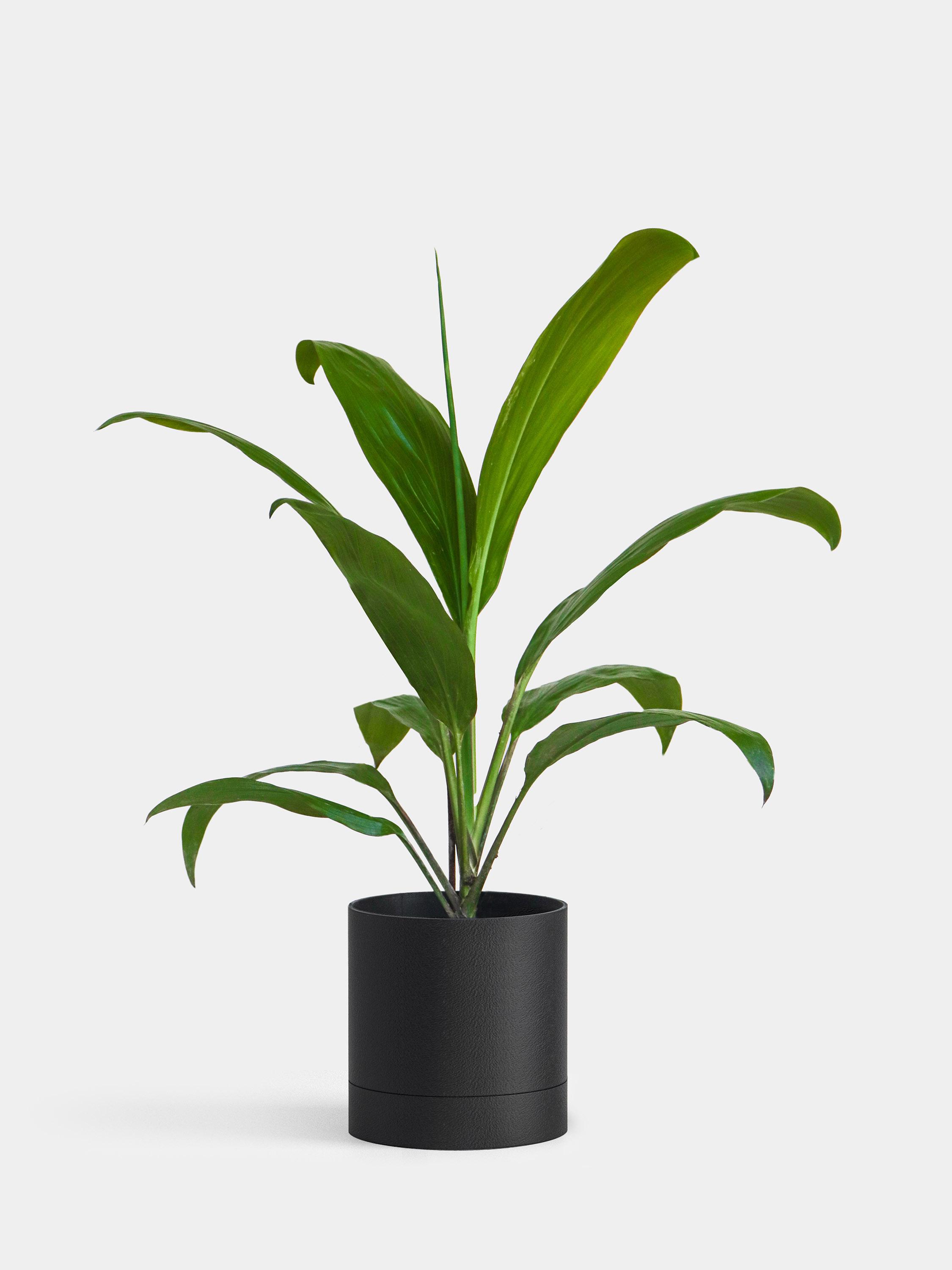 Plant Something 3d model