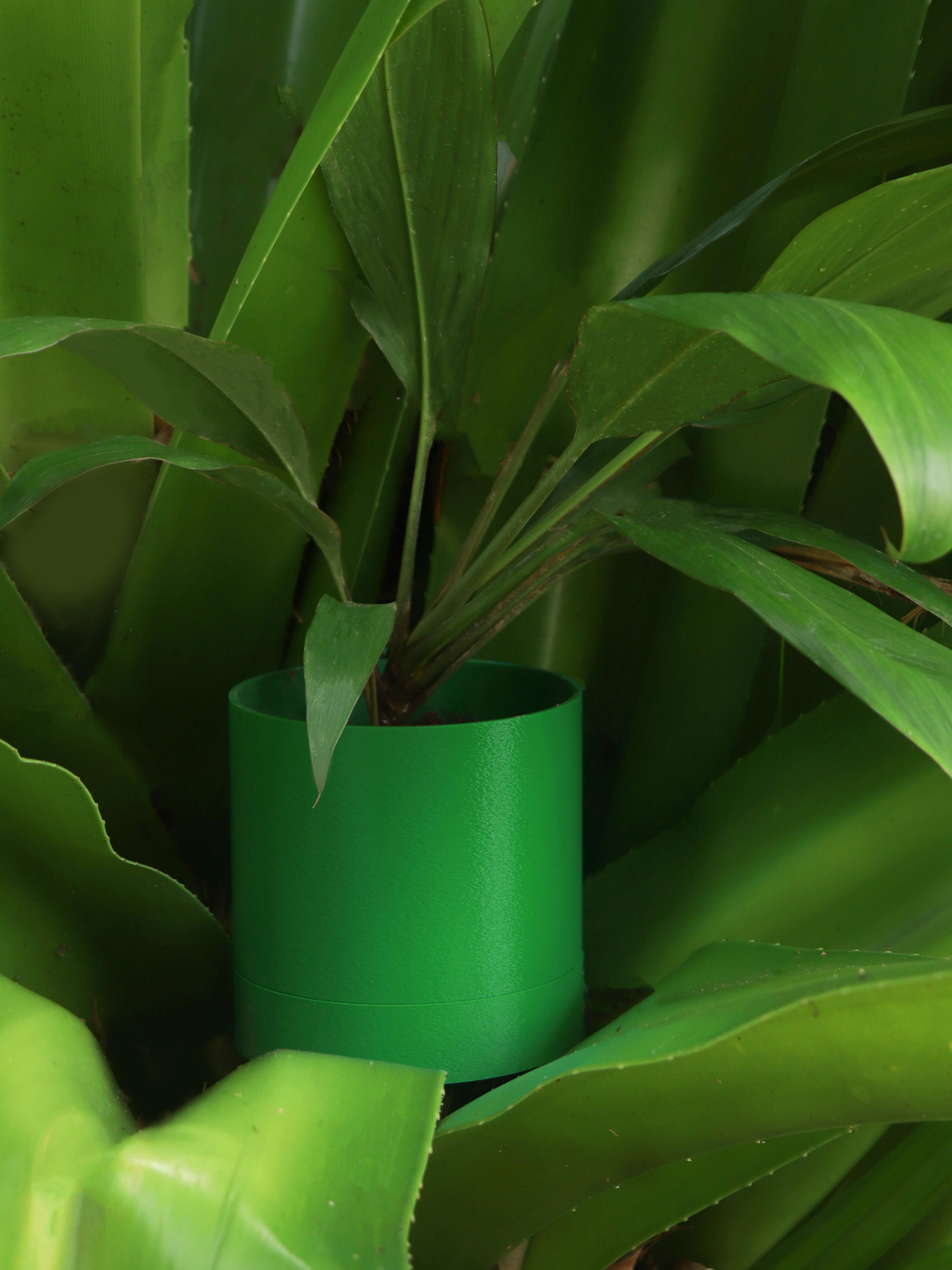 Plant Something 3d model