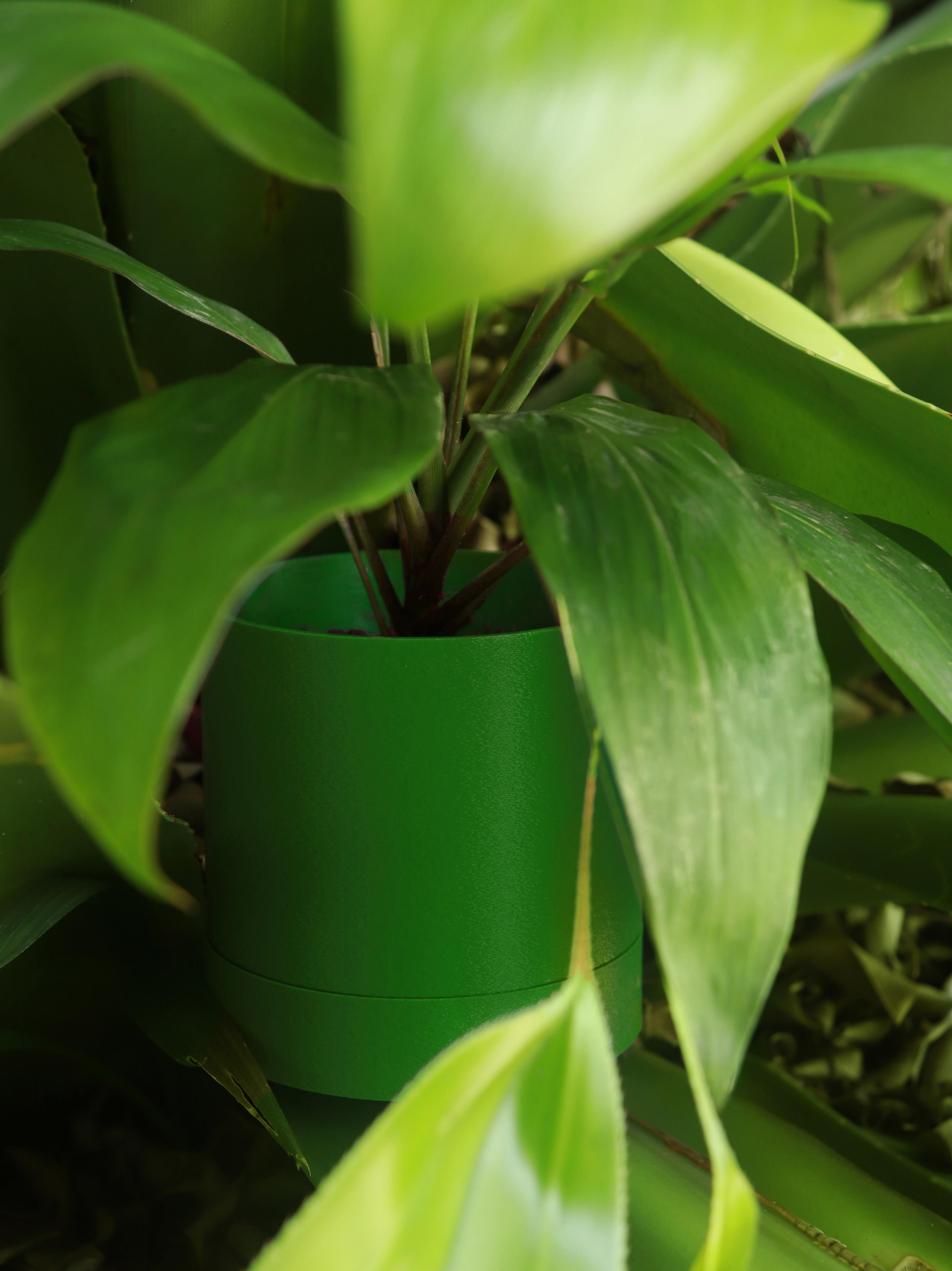 Plant Something 3d model