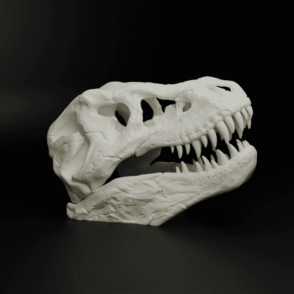 T-Rex Skull (MysticMesh3D) 3d model