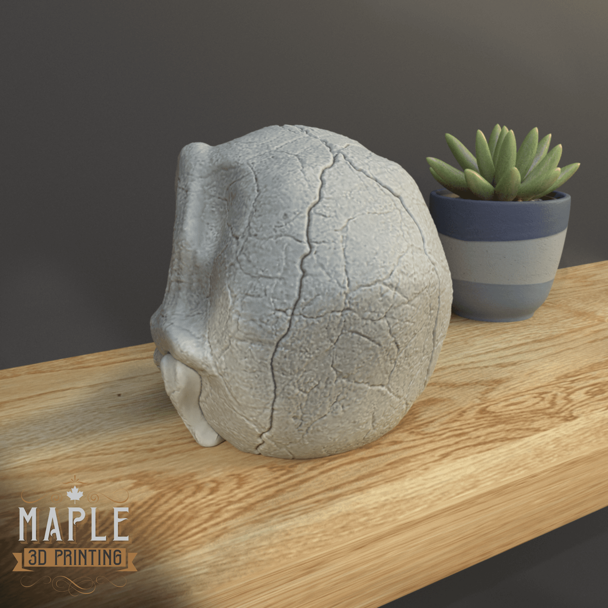 Charmander Skull - Pokemon - Support Free 3d model