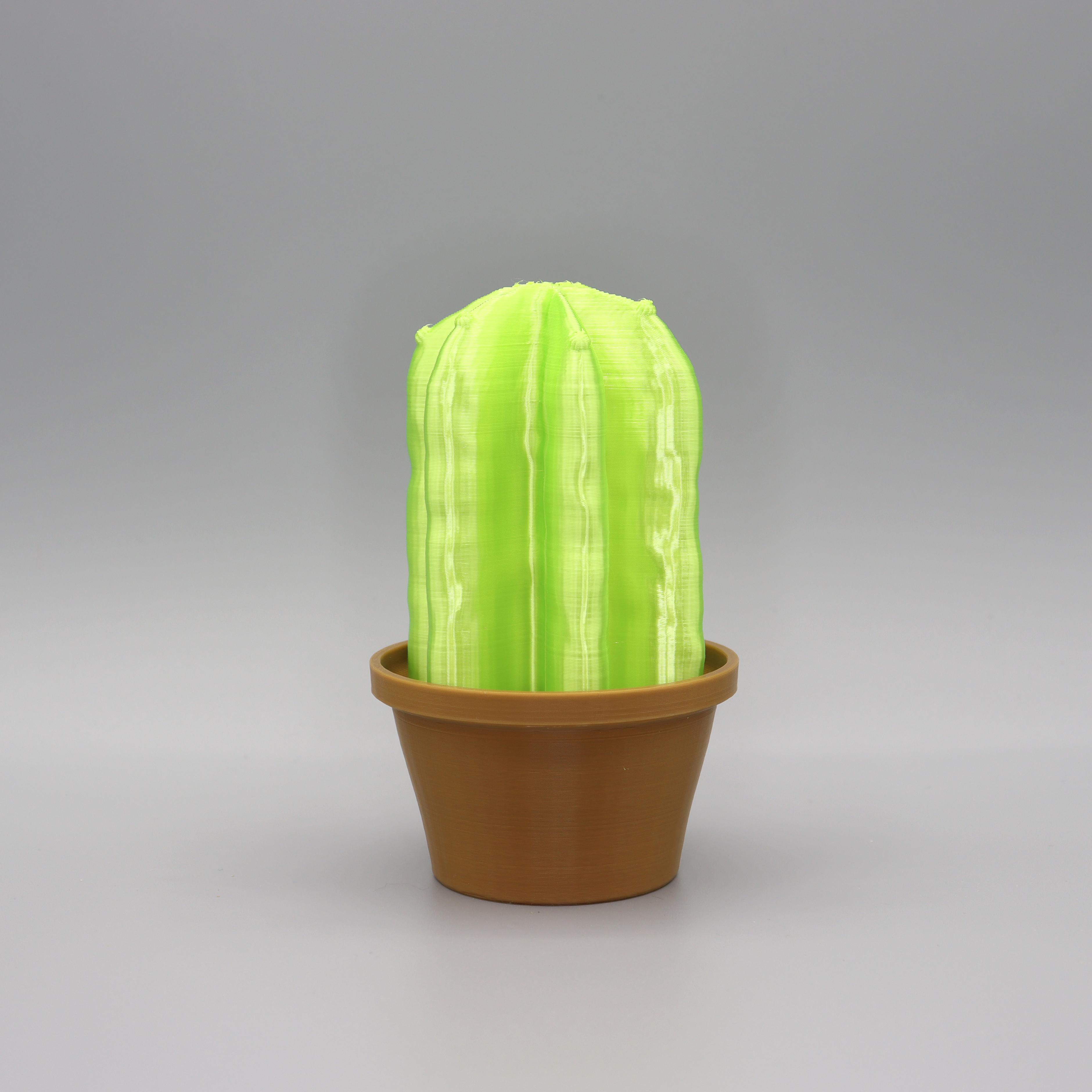 Cacti Decor 3d model