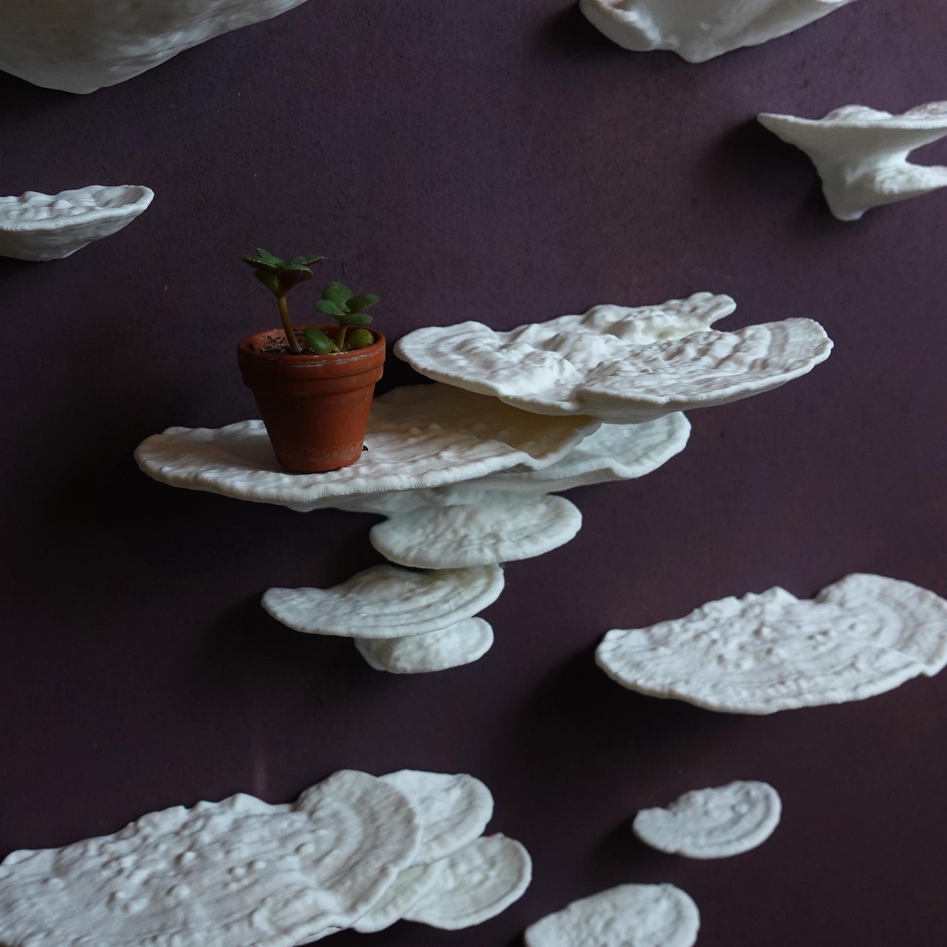 Mushroom shelf “Trametes Pubescens” 3d model