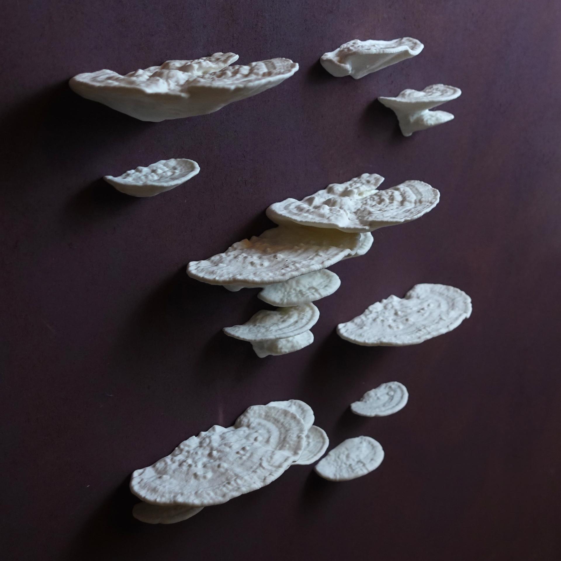 Mushroom shelf “Trametes Pubescens” 3d model