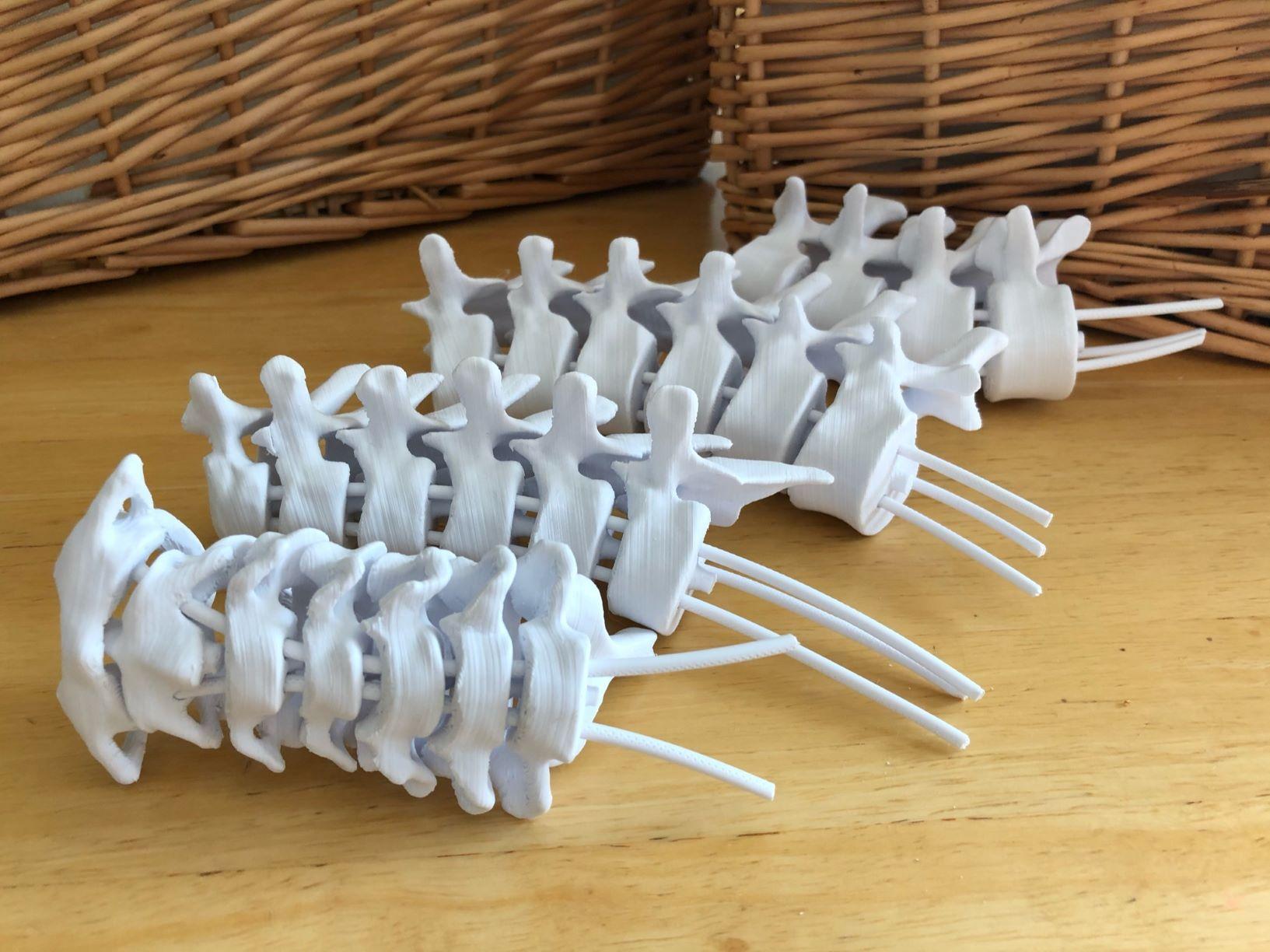 Flexible Spine Model with Display Stand 3d model