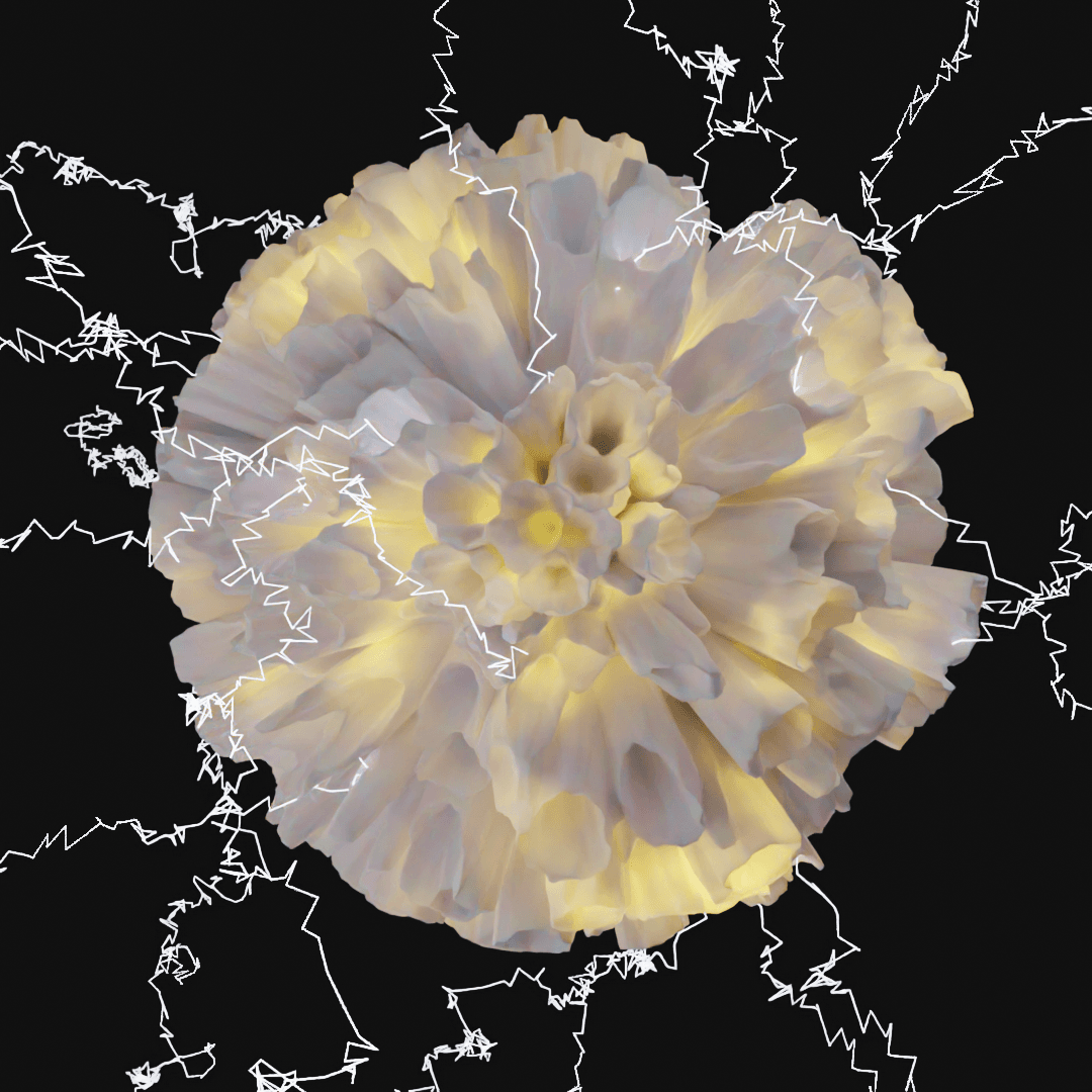 Coral 3d model