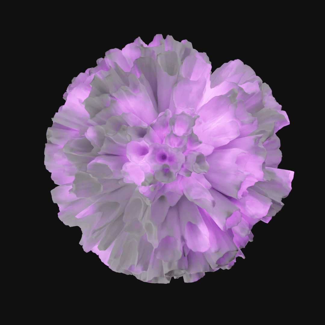 Coral 3d model