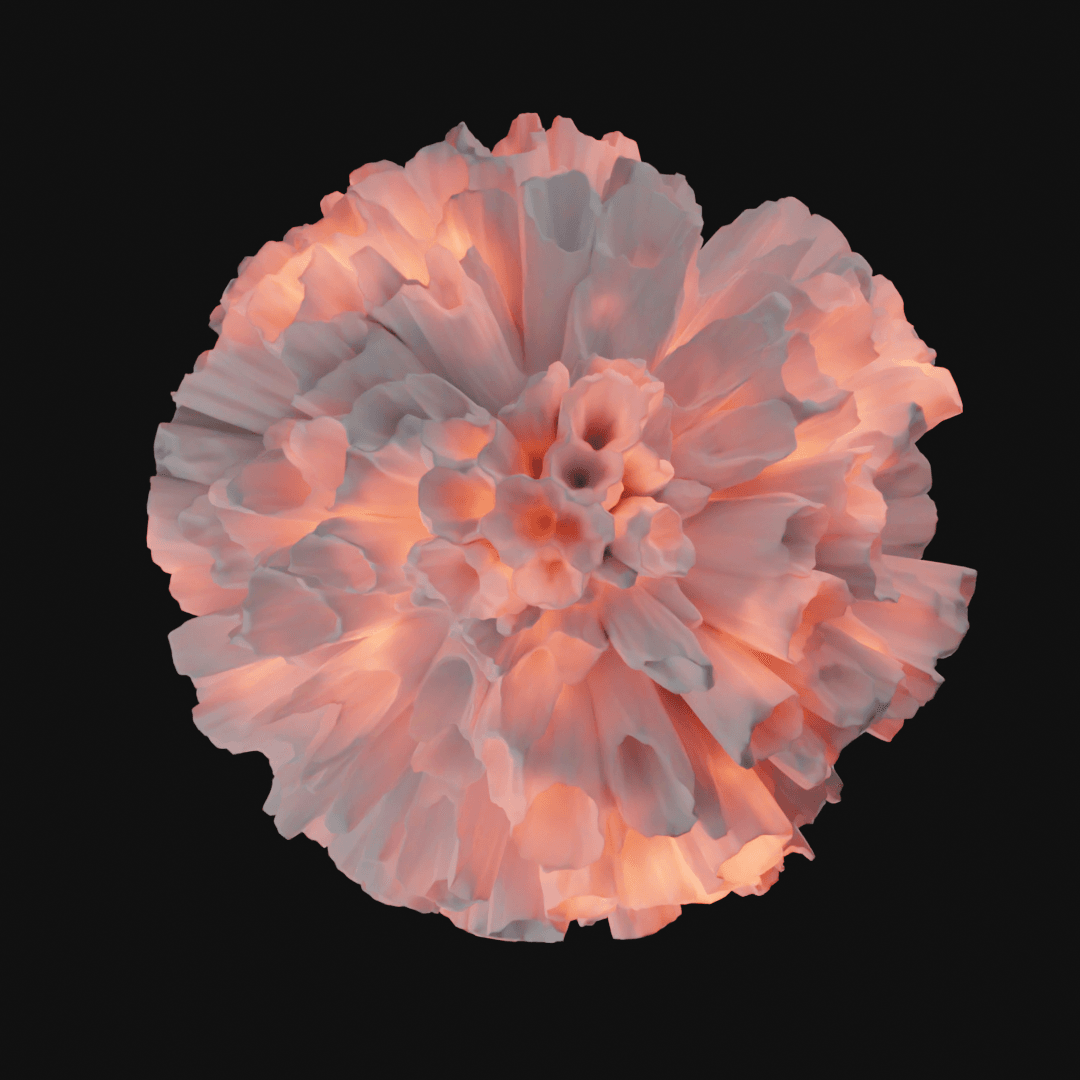 Coral 3d model