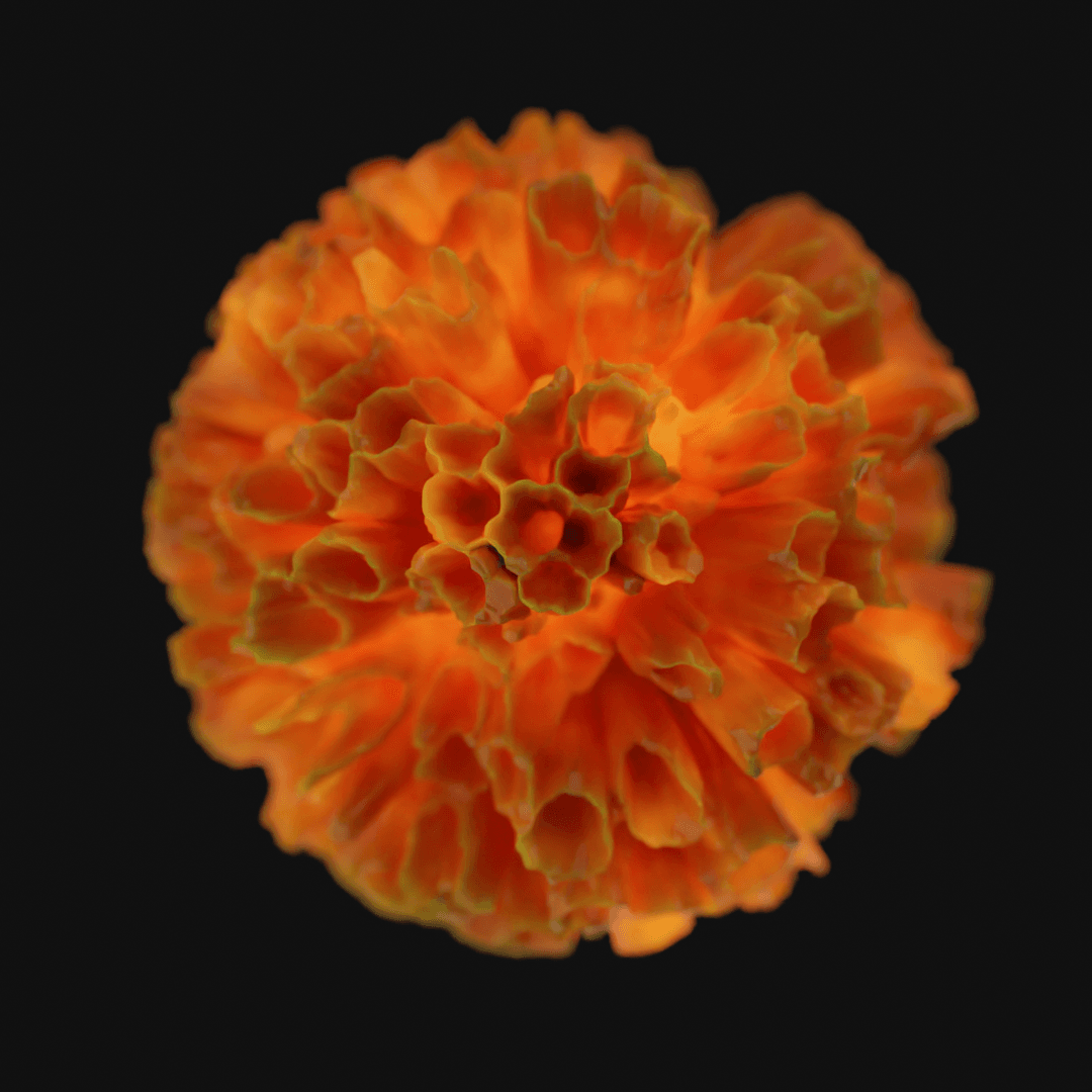 Coral 3d model