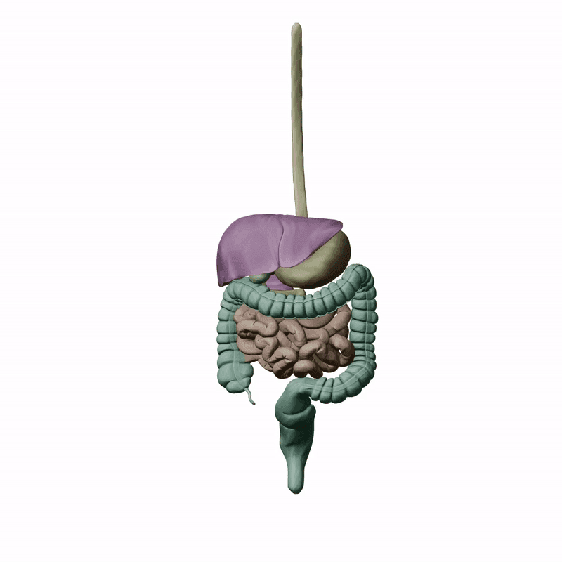 Digestive System Anatomy Model 3d model