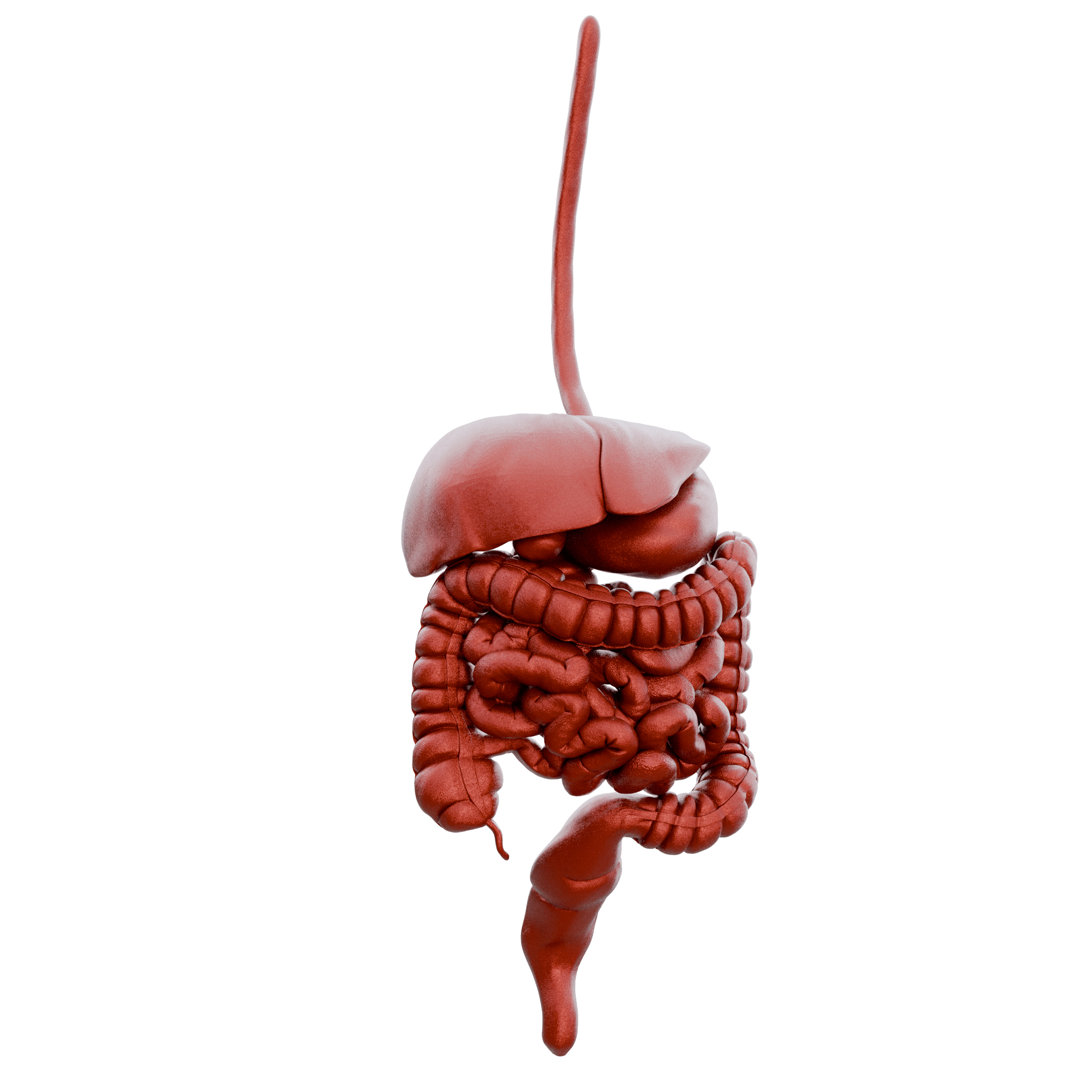 Digestive System Anatomy Model 3d model