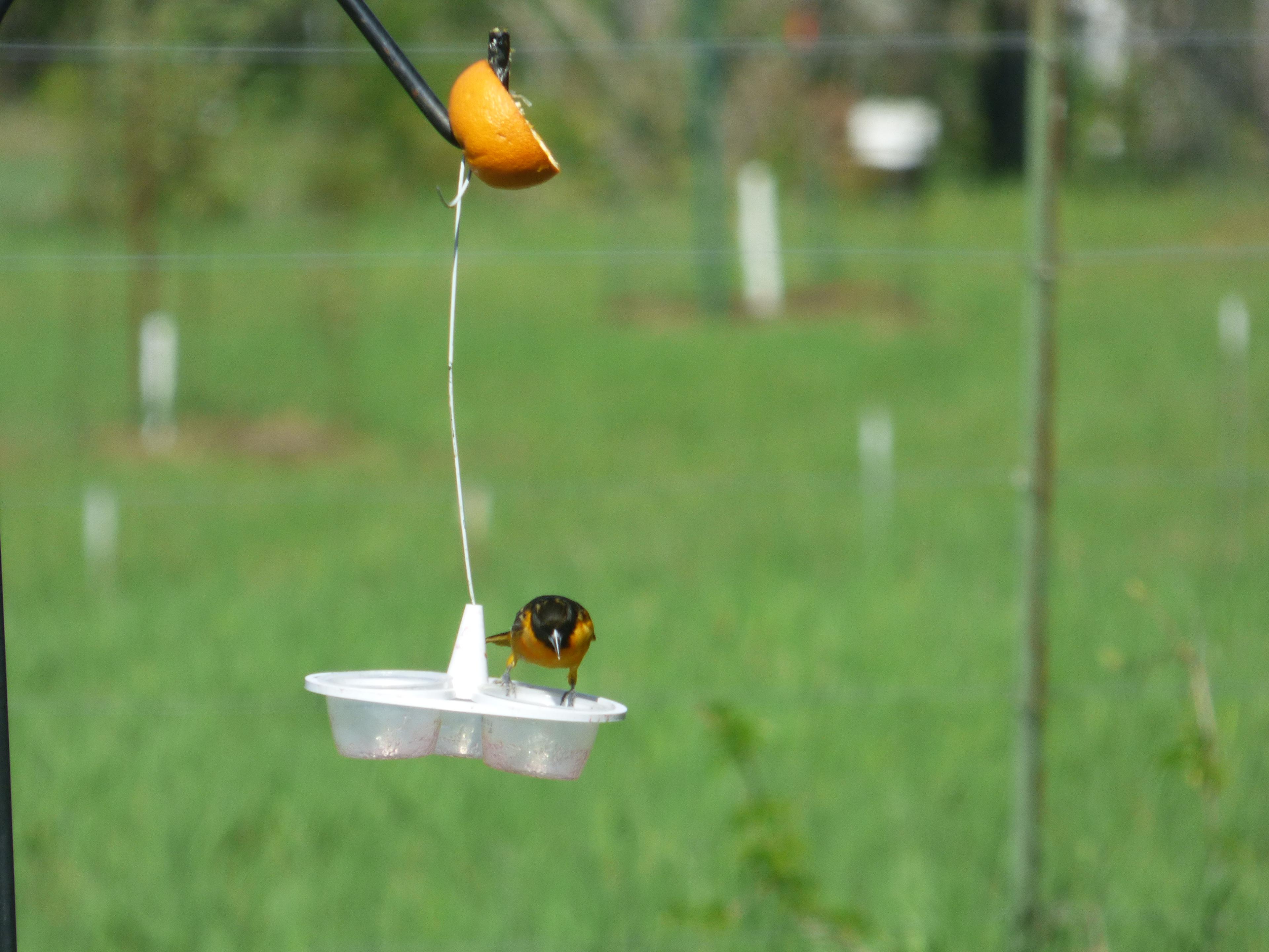 Oriole jelly feeder 3d model