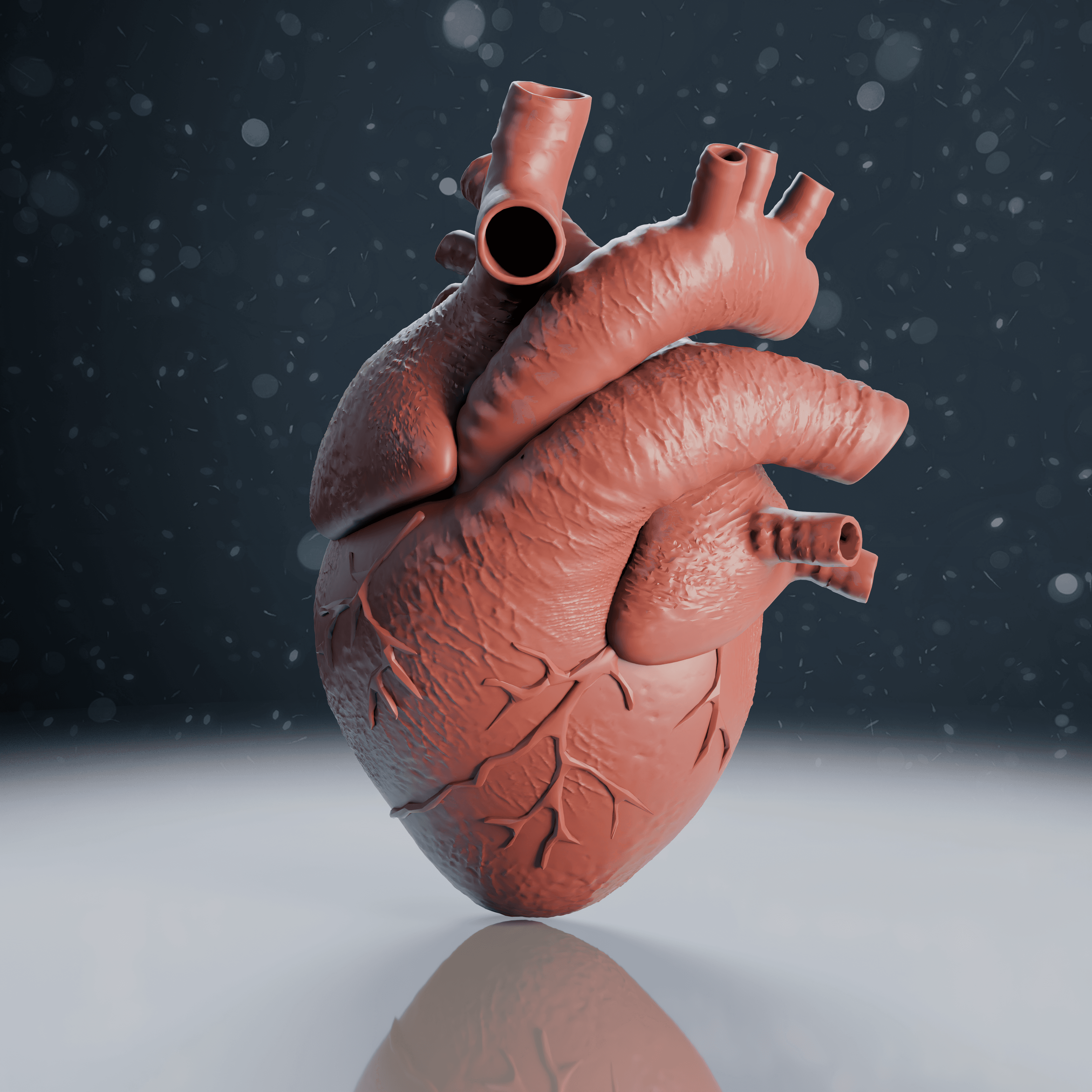 Human Heart Anatomy Model 3d model