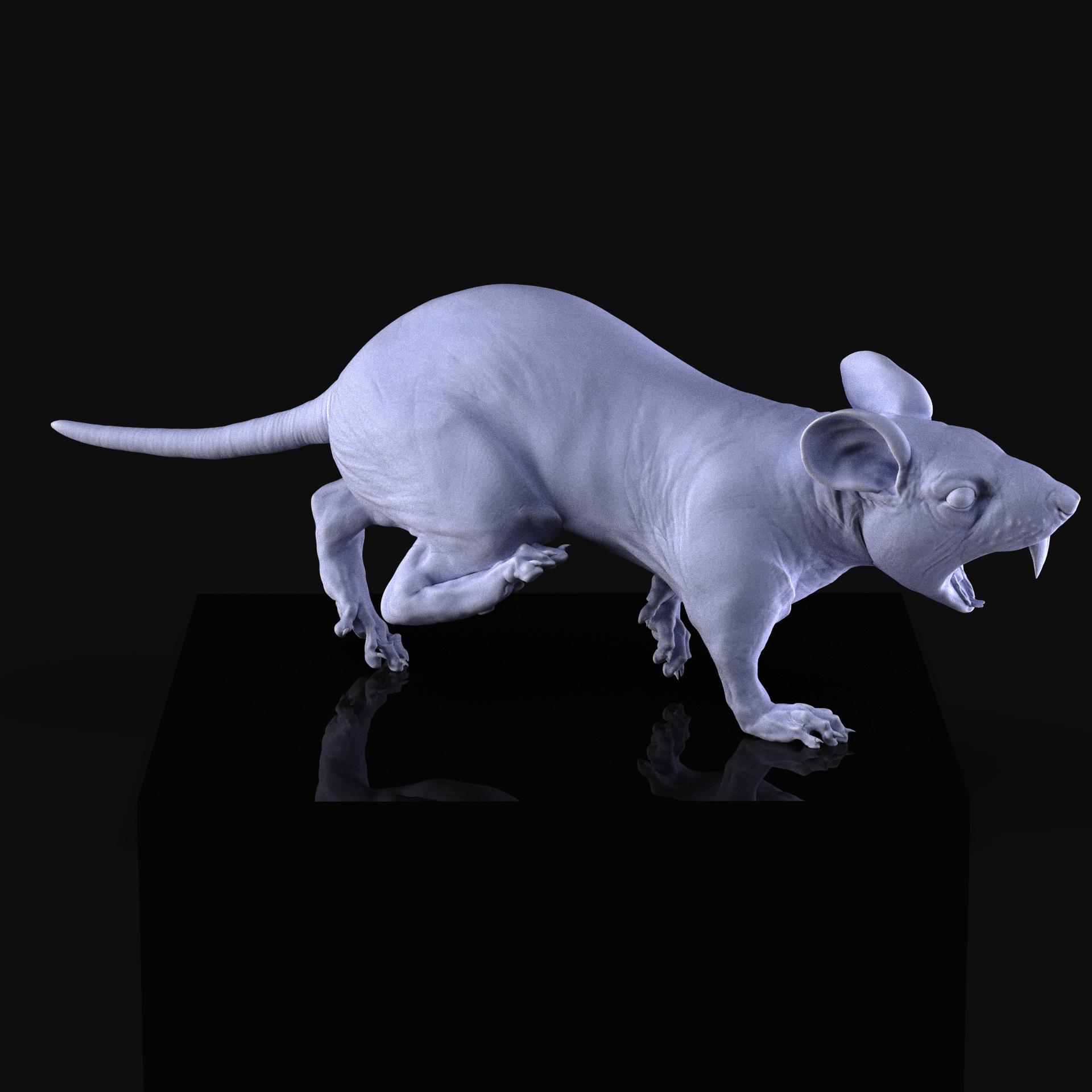 Rat 3d model