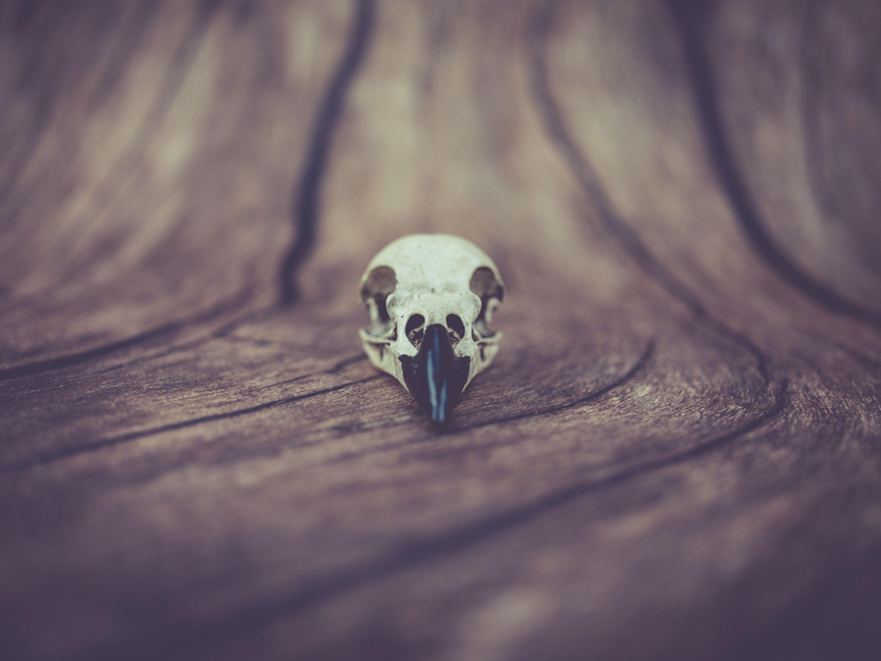 Raven Skull (Pre Supported) 3d model