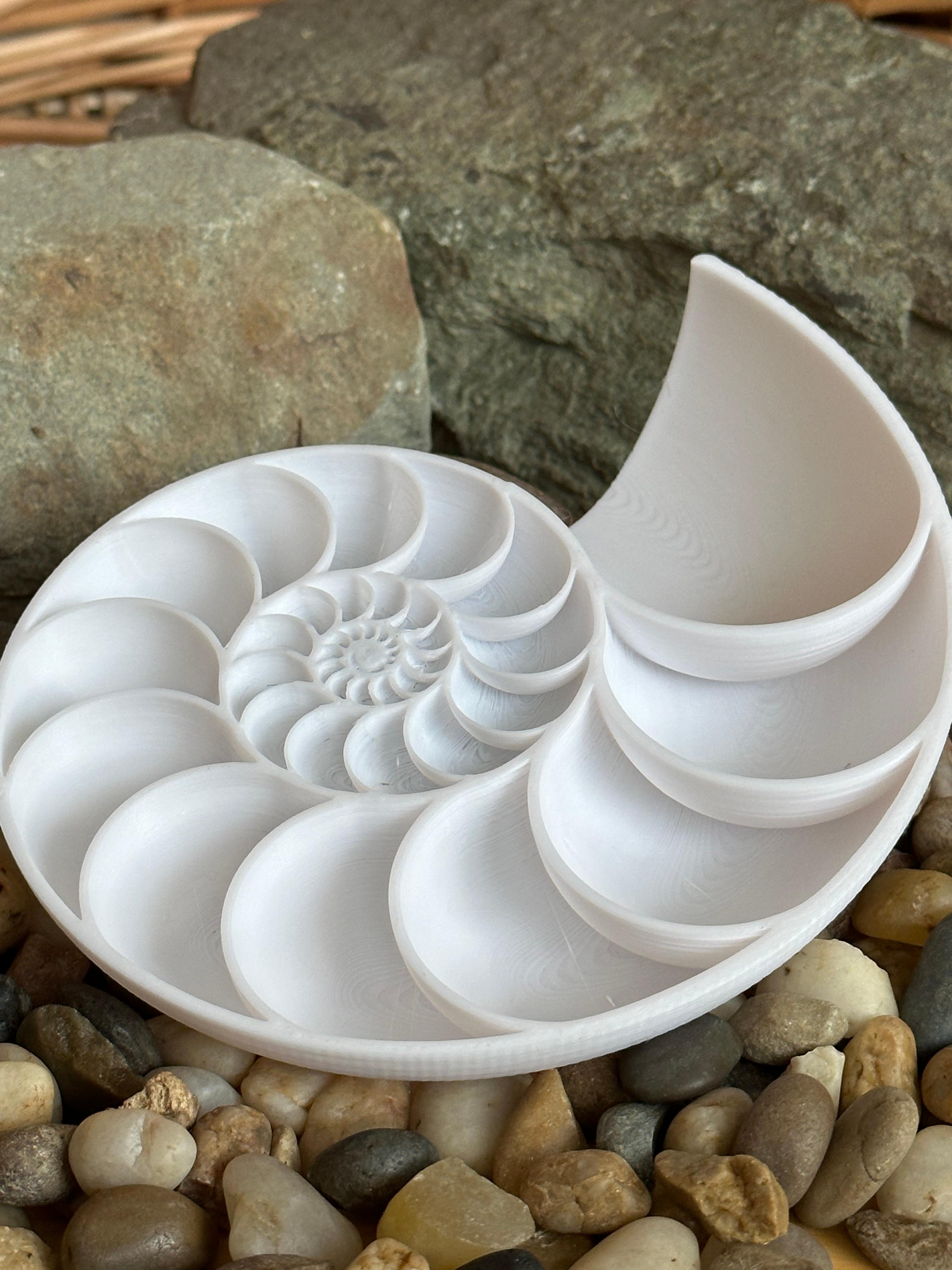 Nautilus Shell Cross Section 3d model