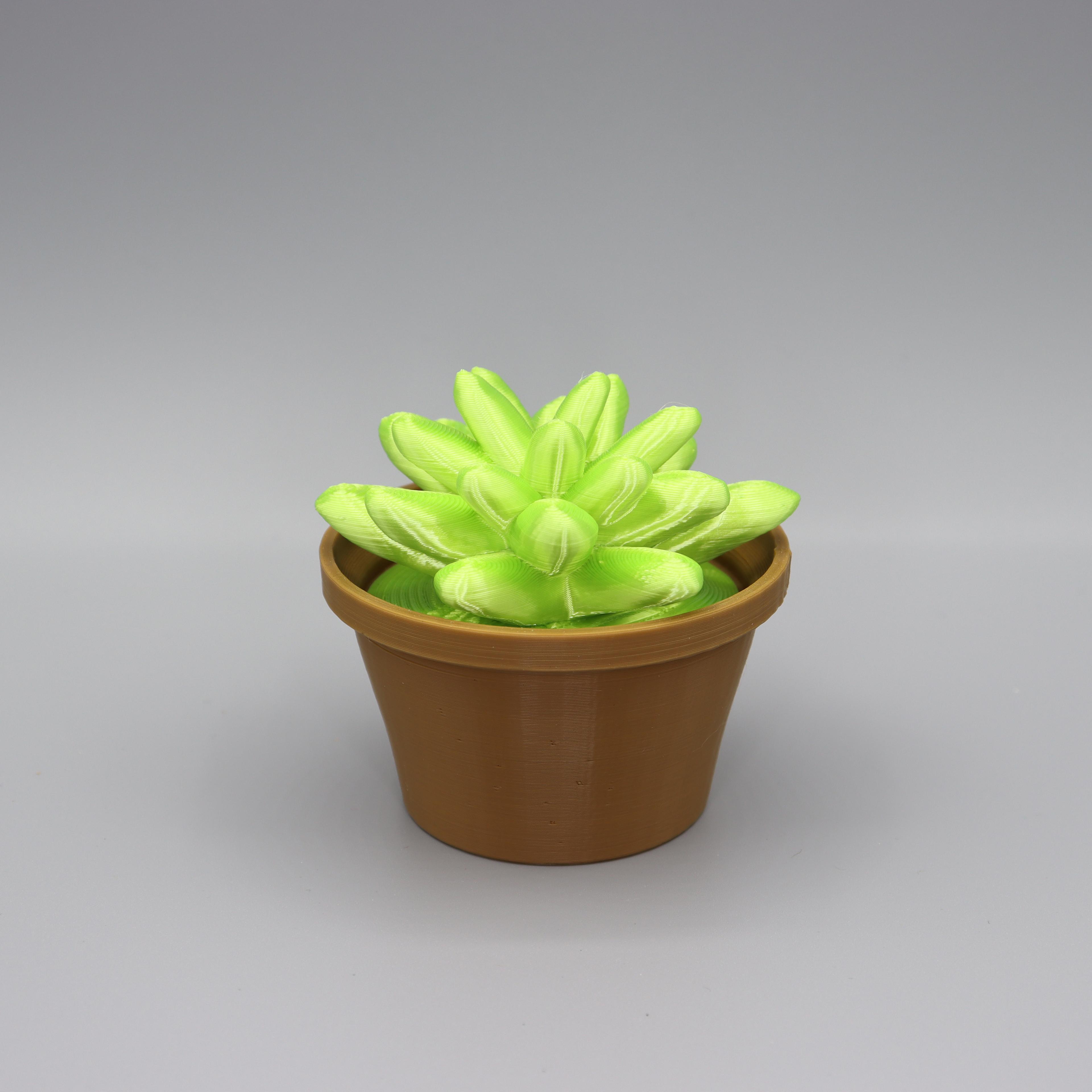 Cacti Decor 3d model