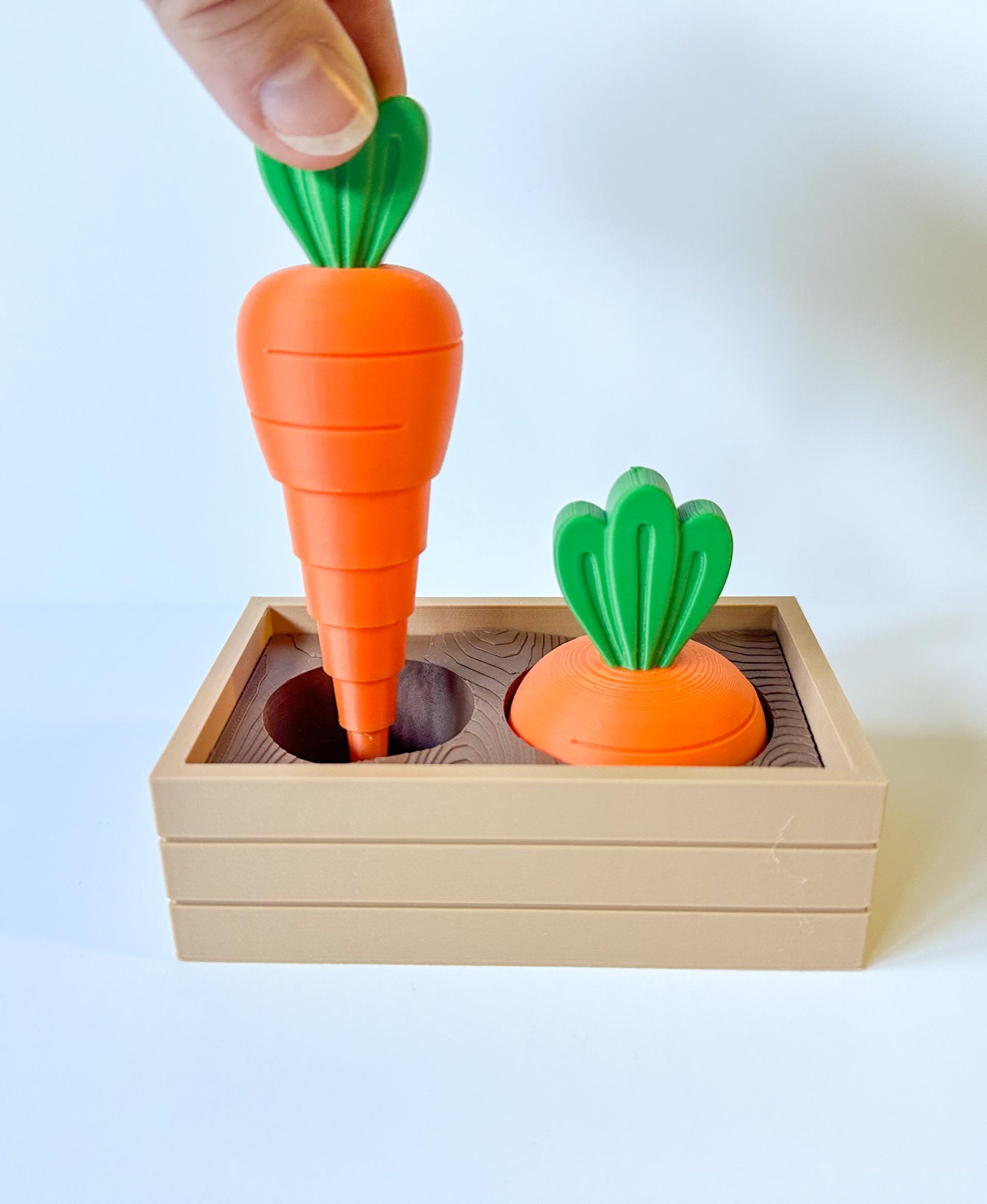 Carrot Garden (2 sizes) 3d model