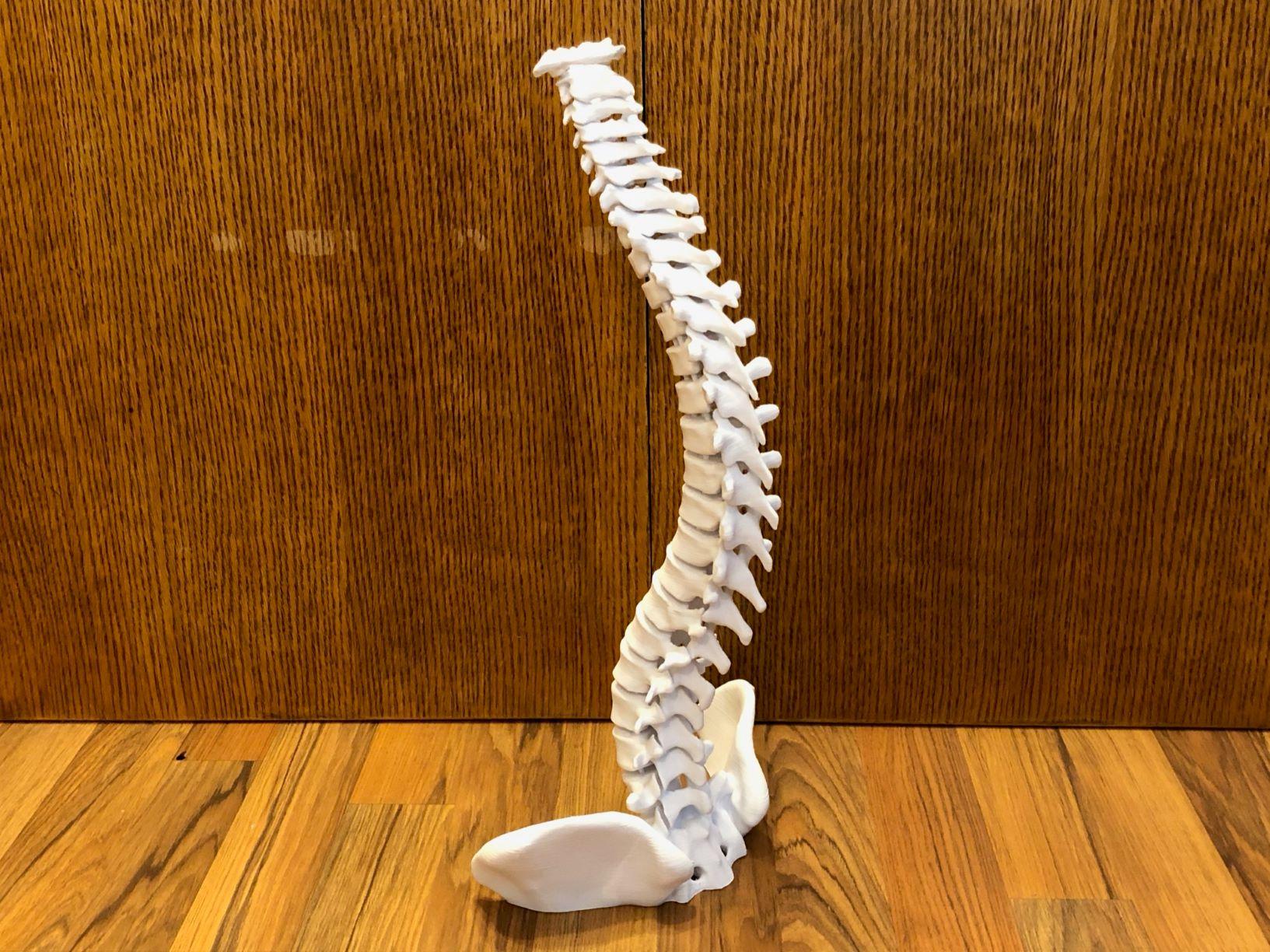 Flexible Spine Model with Display Stand 3d model