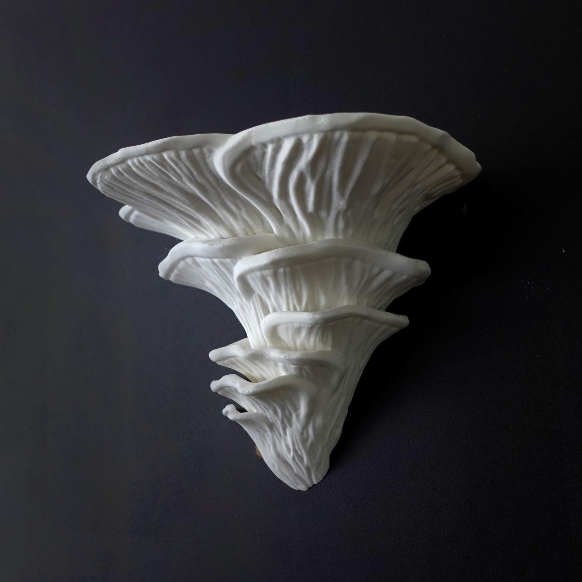 Mushroom shelf “Pleurotus Djamor” 3d model