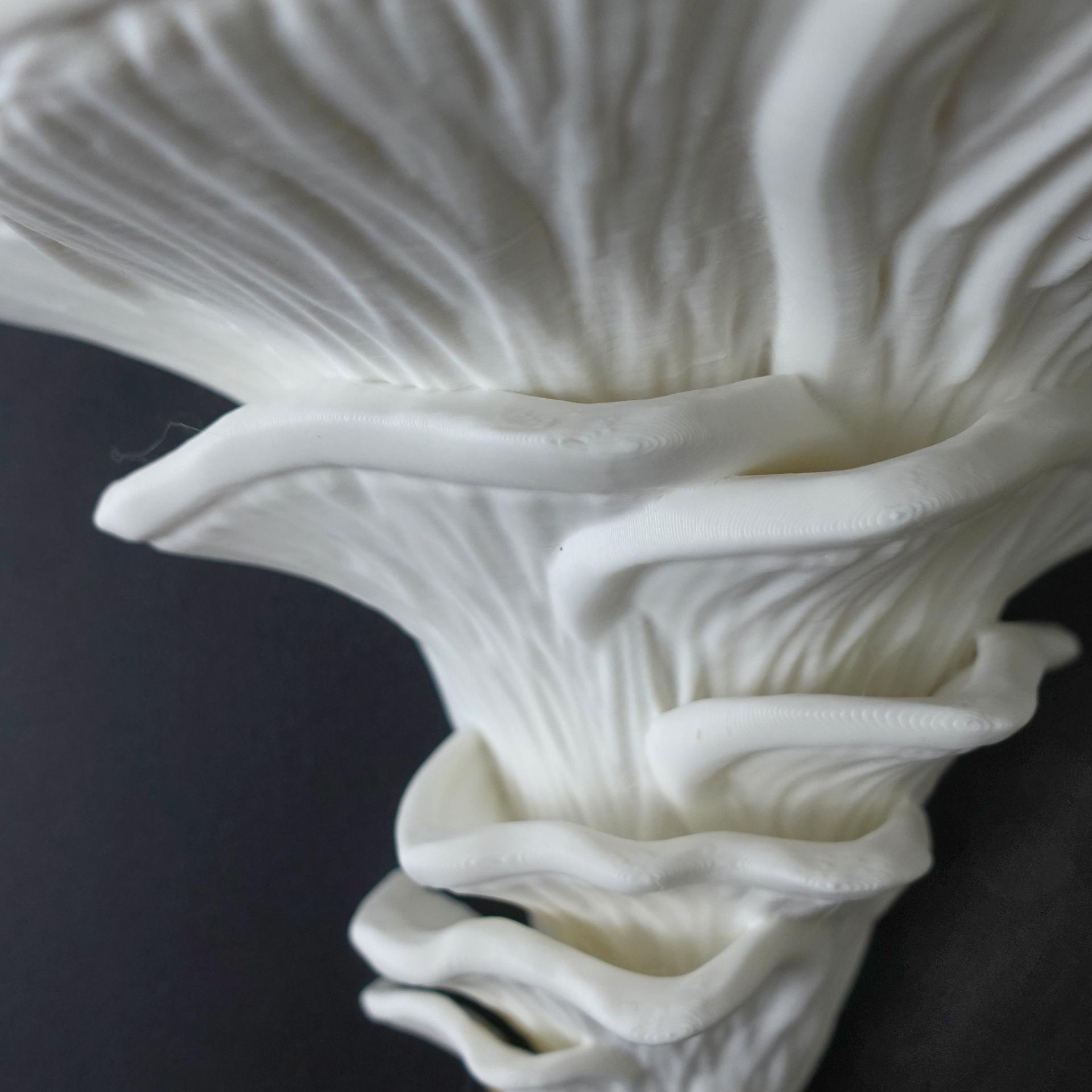 Mushroom shelf “Pleurotus Djamor” 3d model