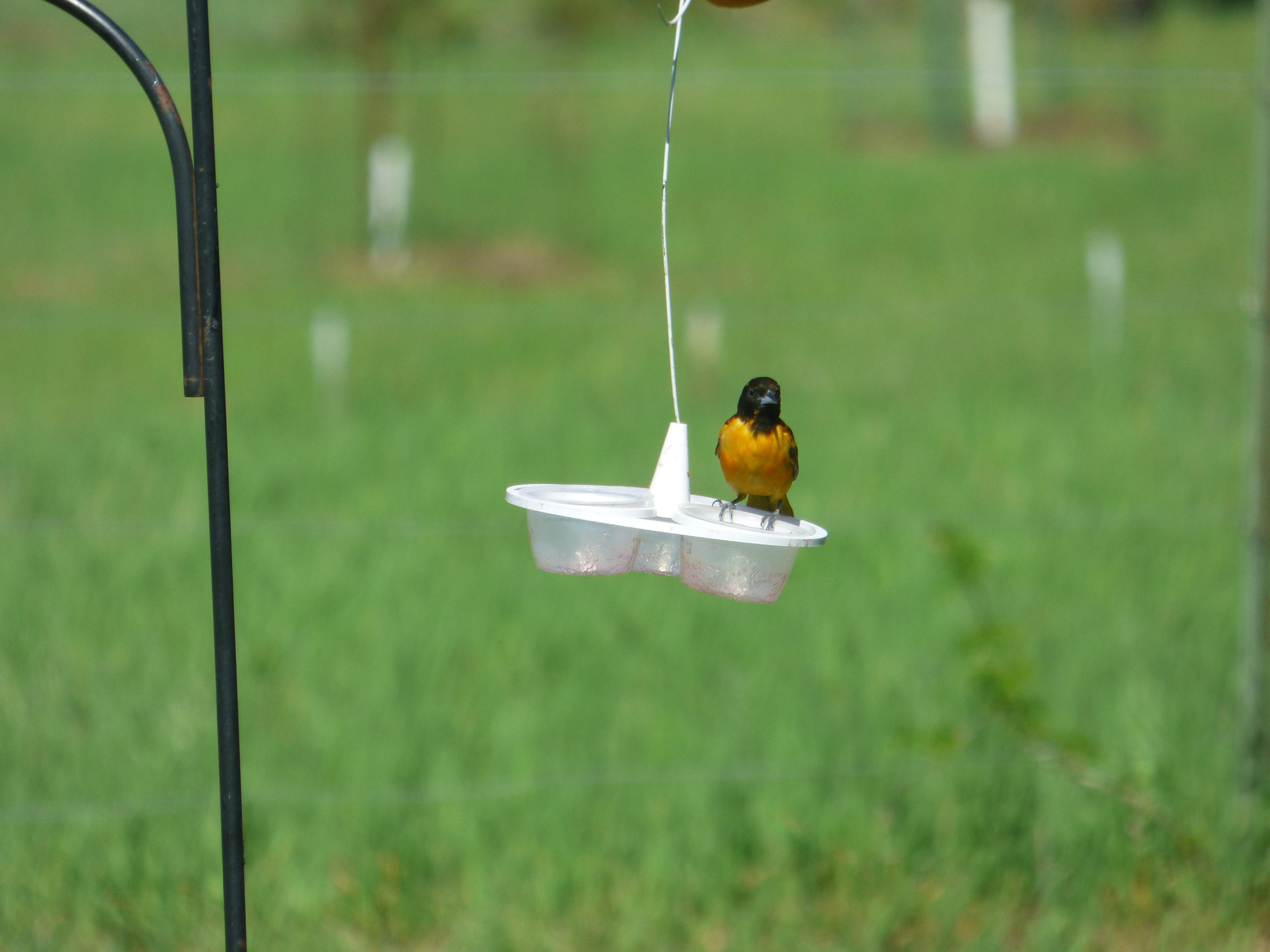 Oriole jelly feeder 3d model