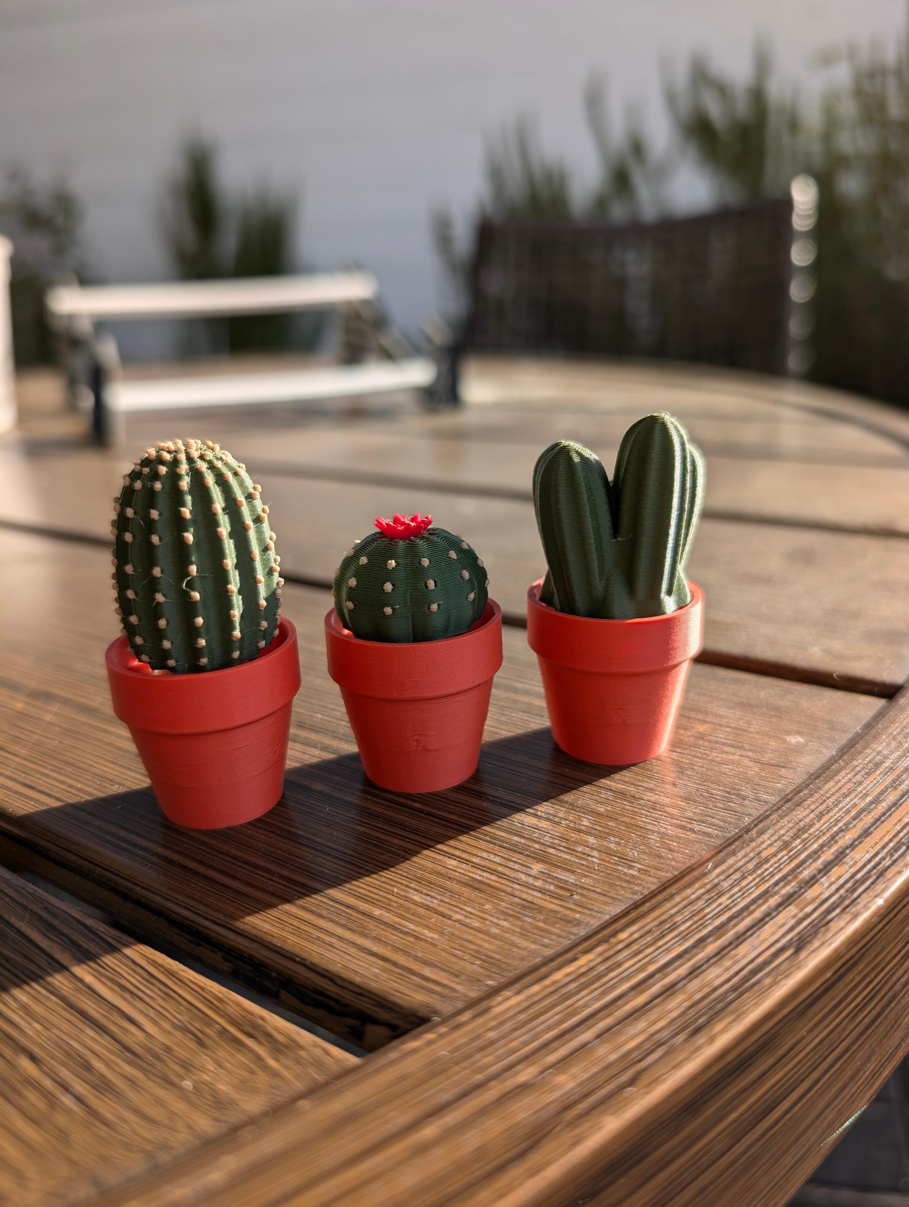 Clicky Cacti  - Suuuuuupppppppppper fun 😌😊 - 3d model