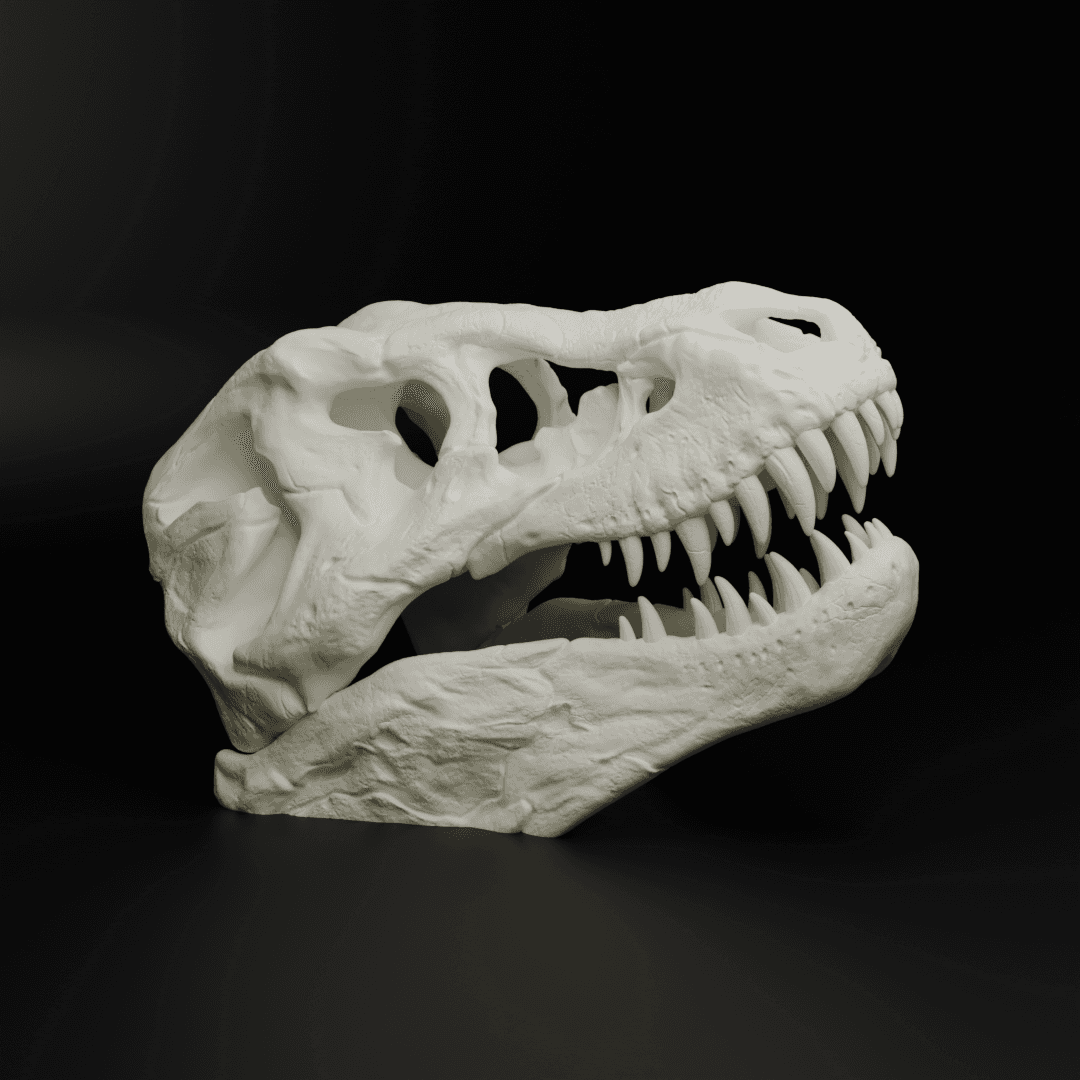 T-Rex Skull (MysticMesh3D) 3d model