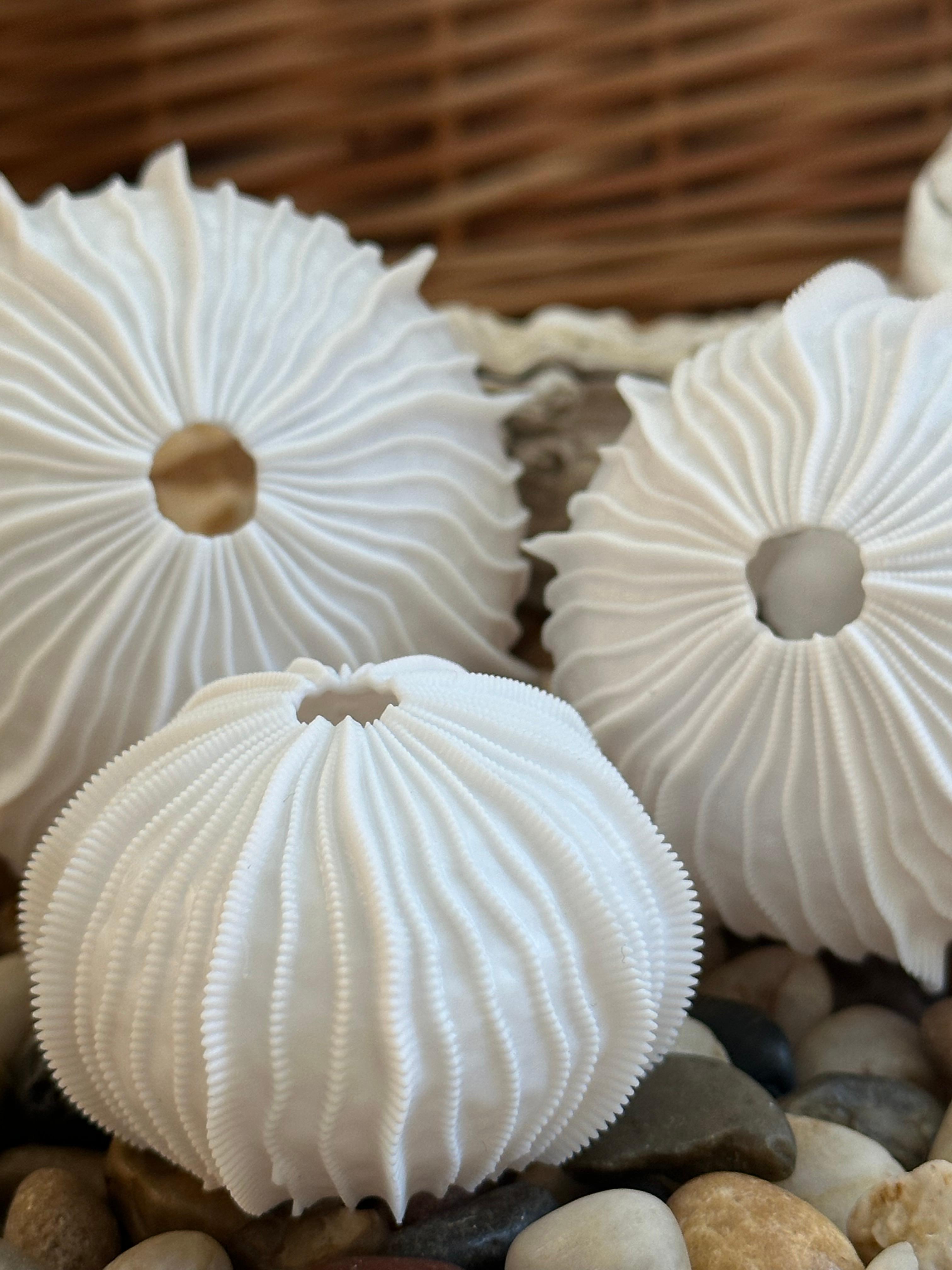 Sea Urchin Shells (Finlets) 3d model