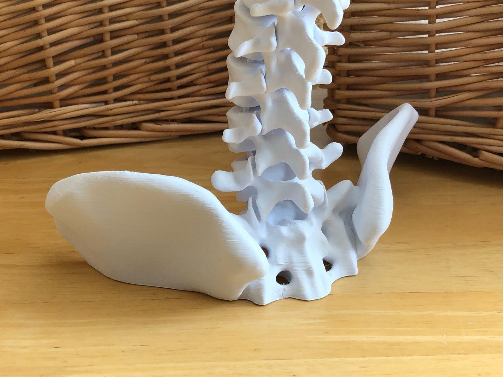 Flexible Spine Model with Display Stand 3d model