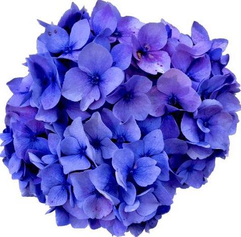 HueForge Blue Hydrangea 3d model