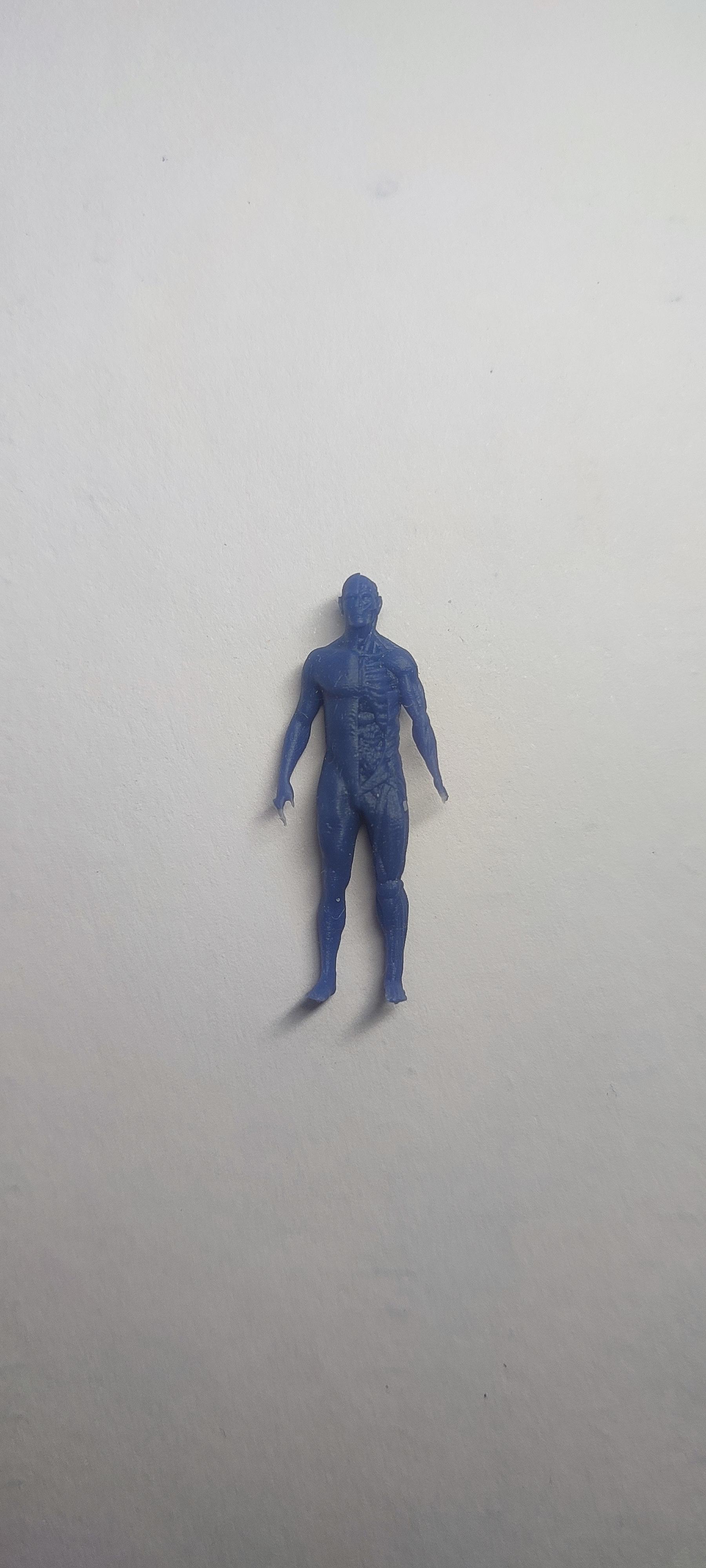 Anatomical Model 3d model