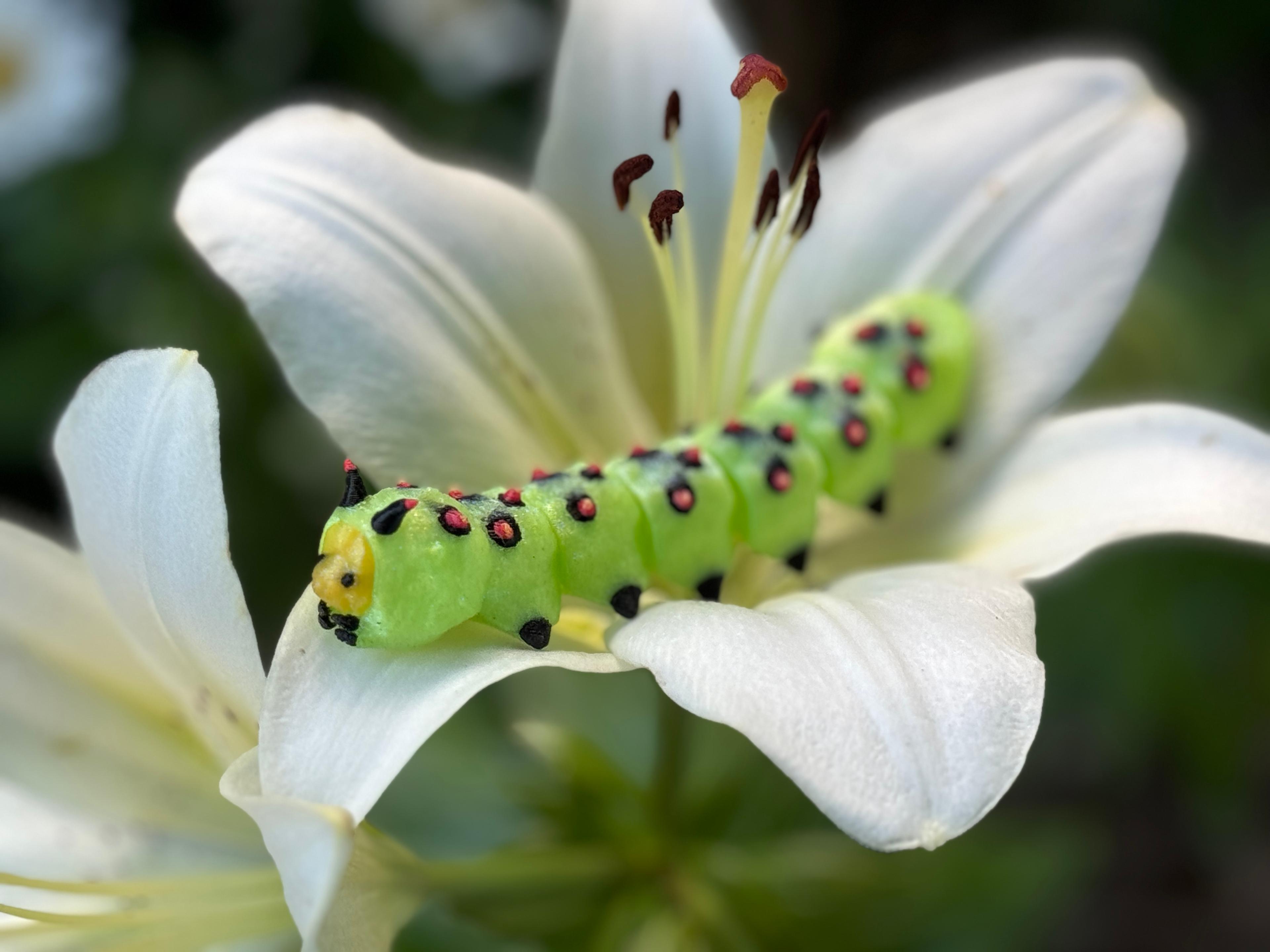 Caterpillar Fidget by TealCat Creative 3d model