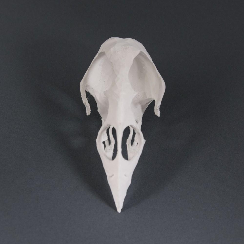 Bird Skull 3d model