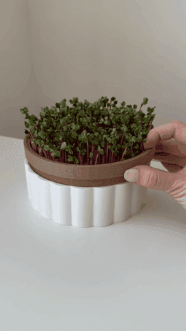 Microgreens hydroponic planter pot 3d model