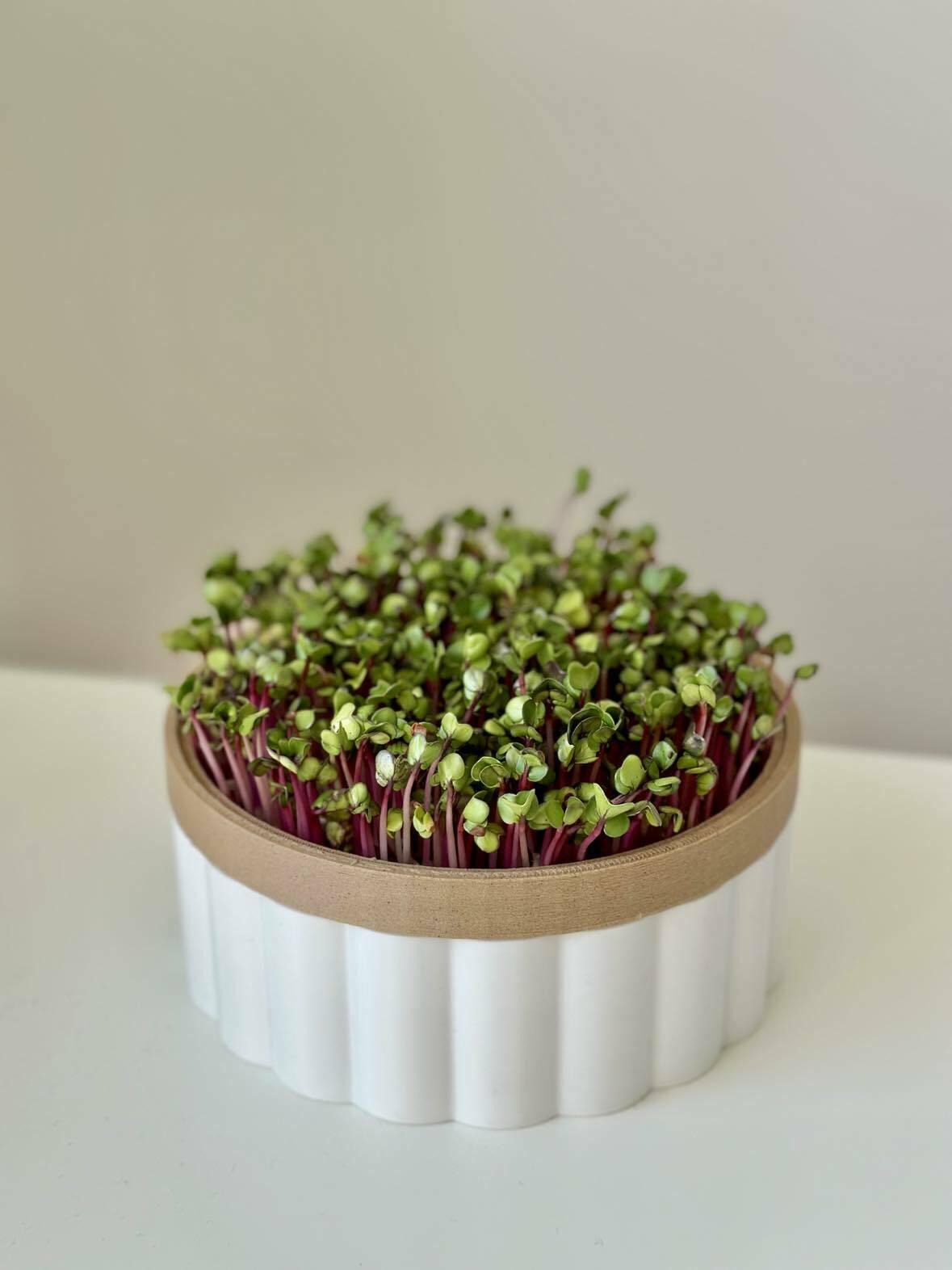 Microgreens hydroponic planter pot 3d model