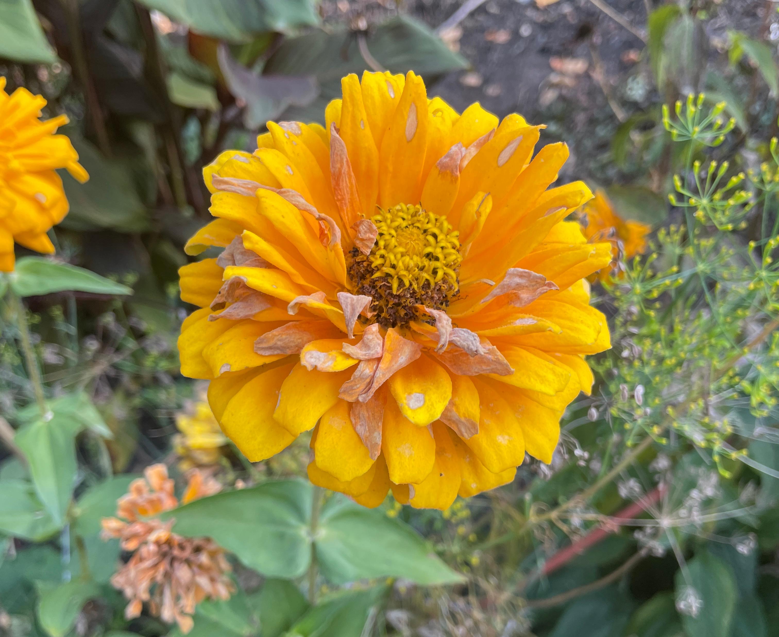 Yellow Zinnia Hueforge Flower 3d model