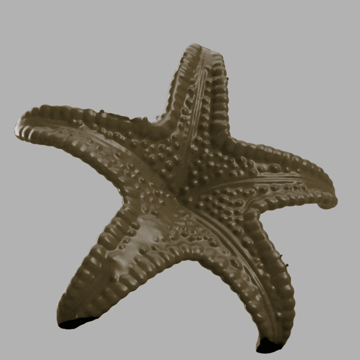 starfish 3d model