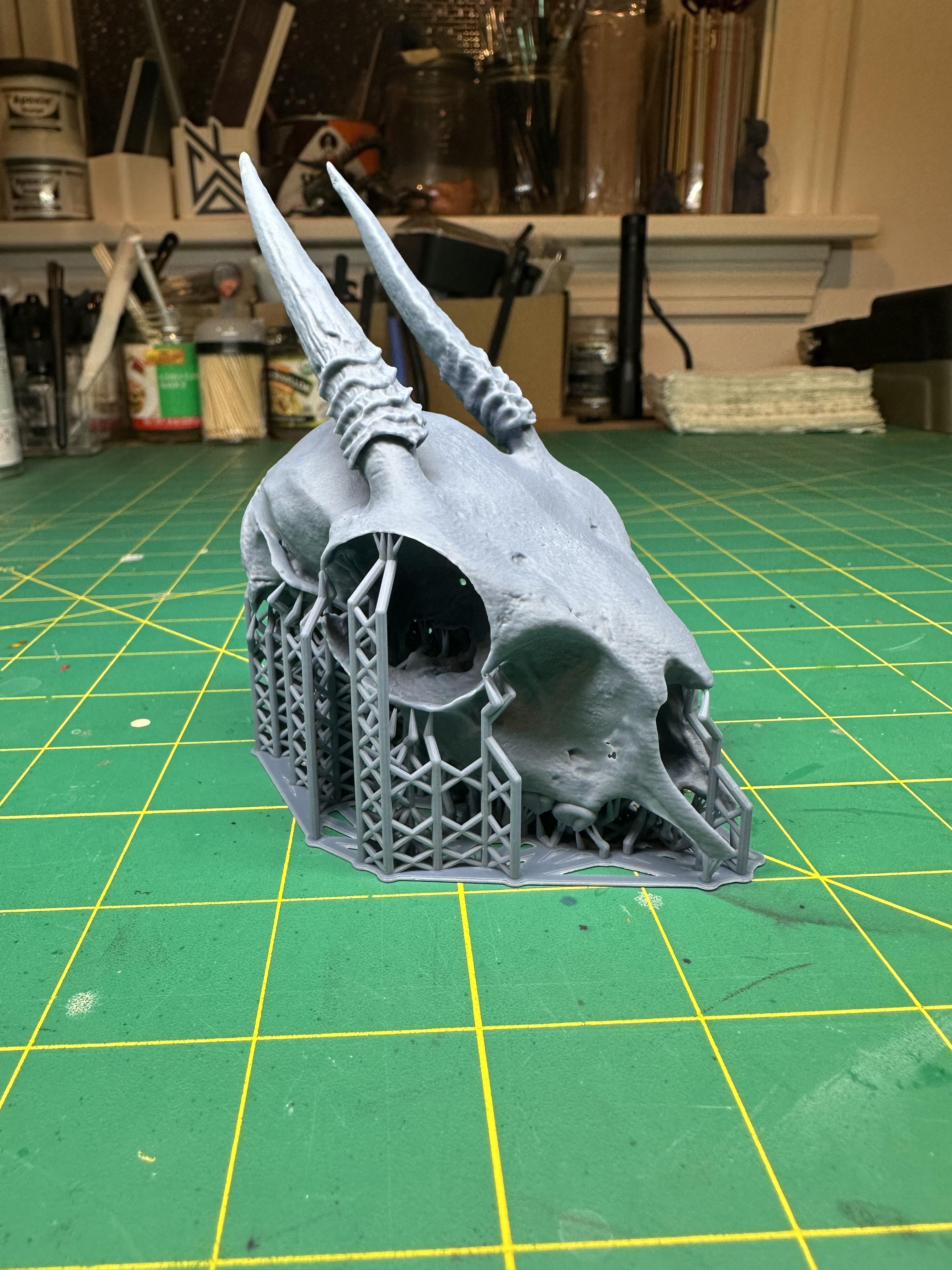 Dik-Dik Skull 3d model