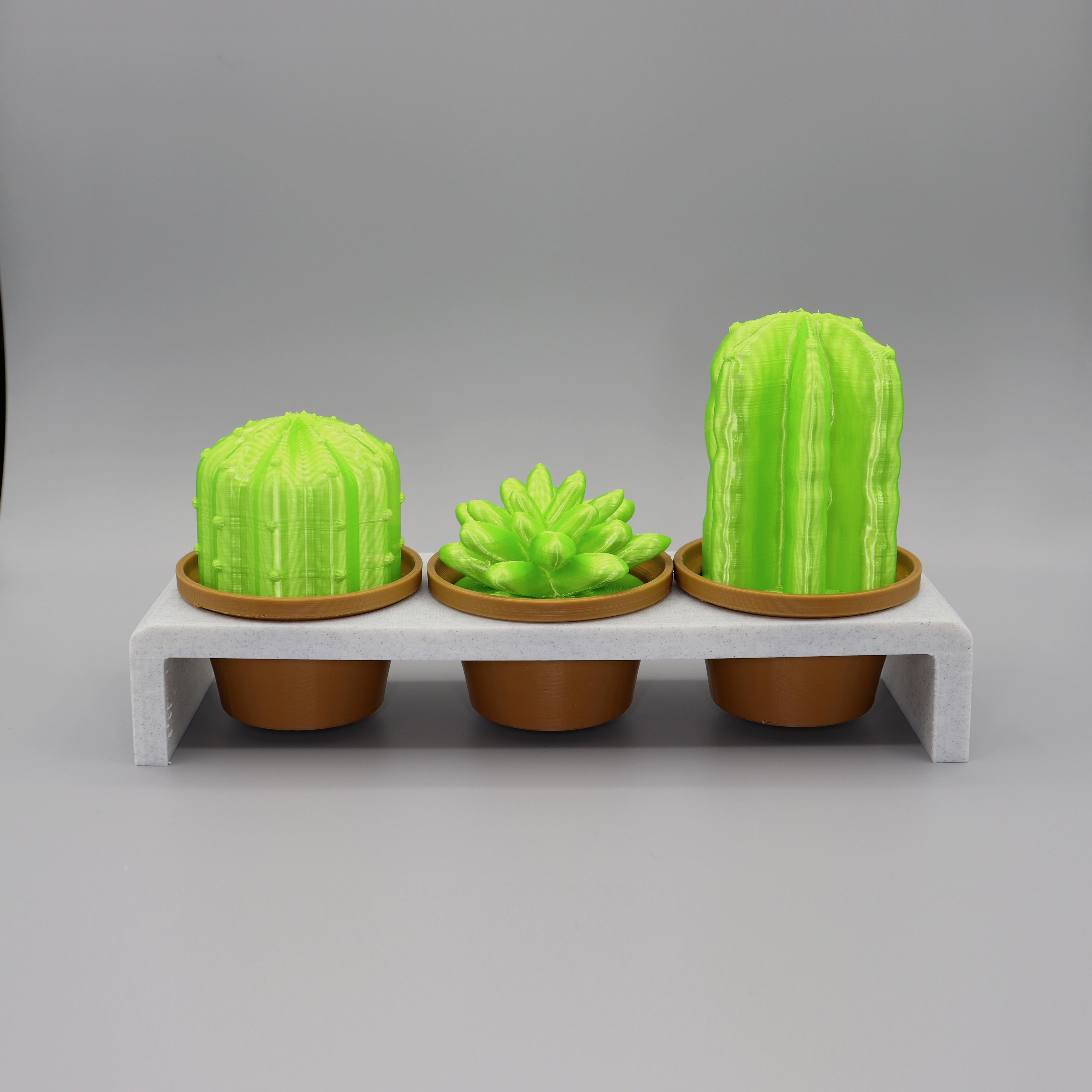 Cacti Decor 3d model