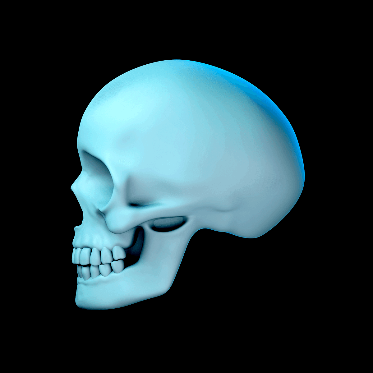 Basic Skull 3d model