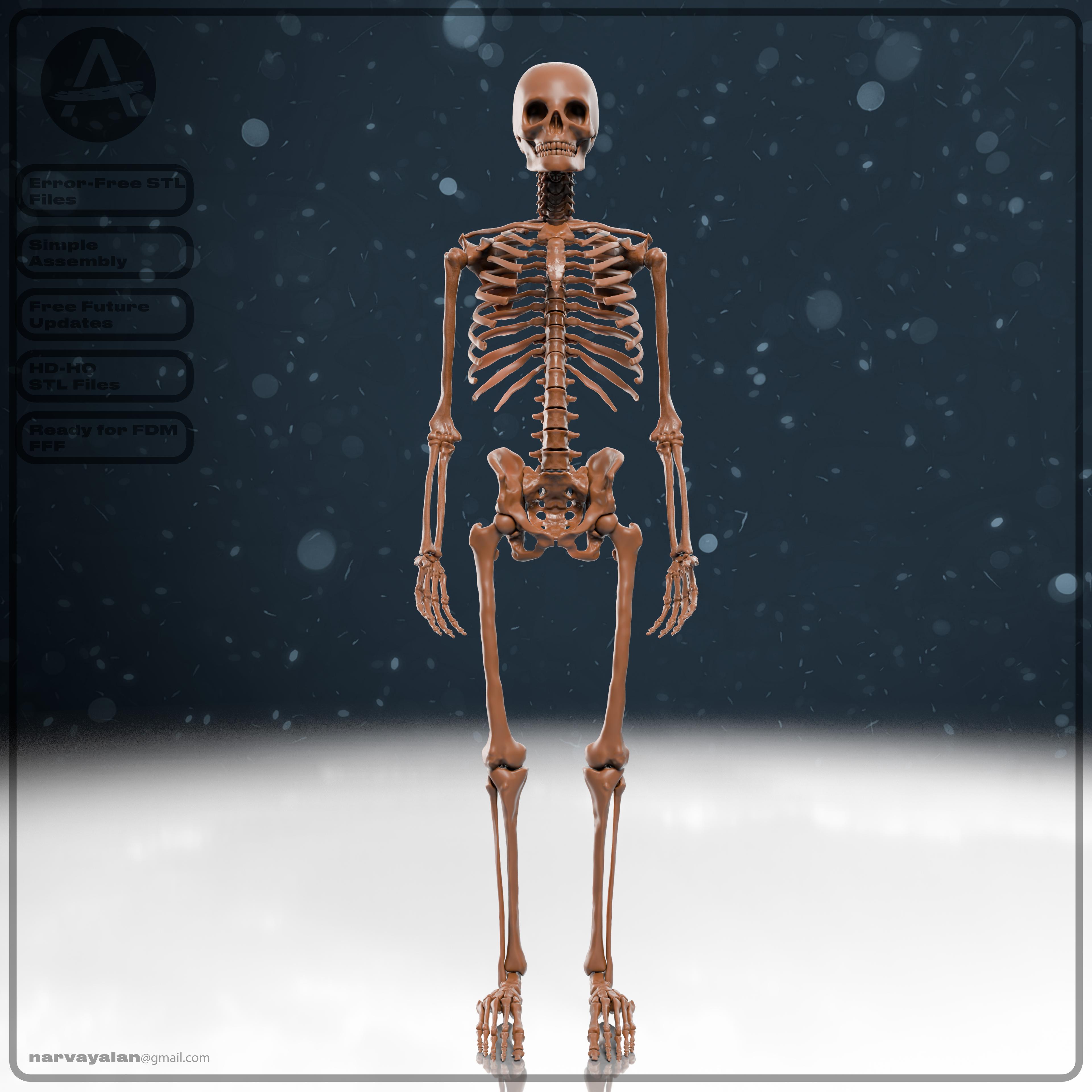 Human Skeleton | Full Bones 3d model