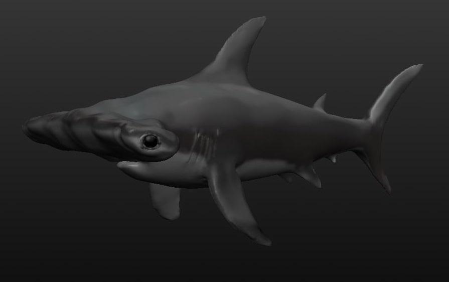 Hammerhead Shark 3d model